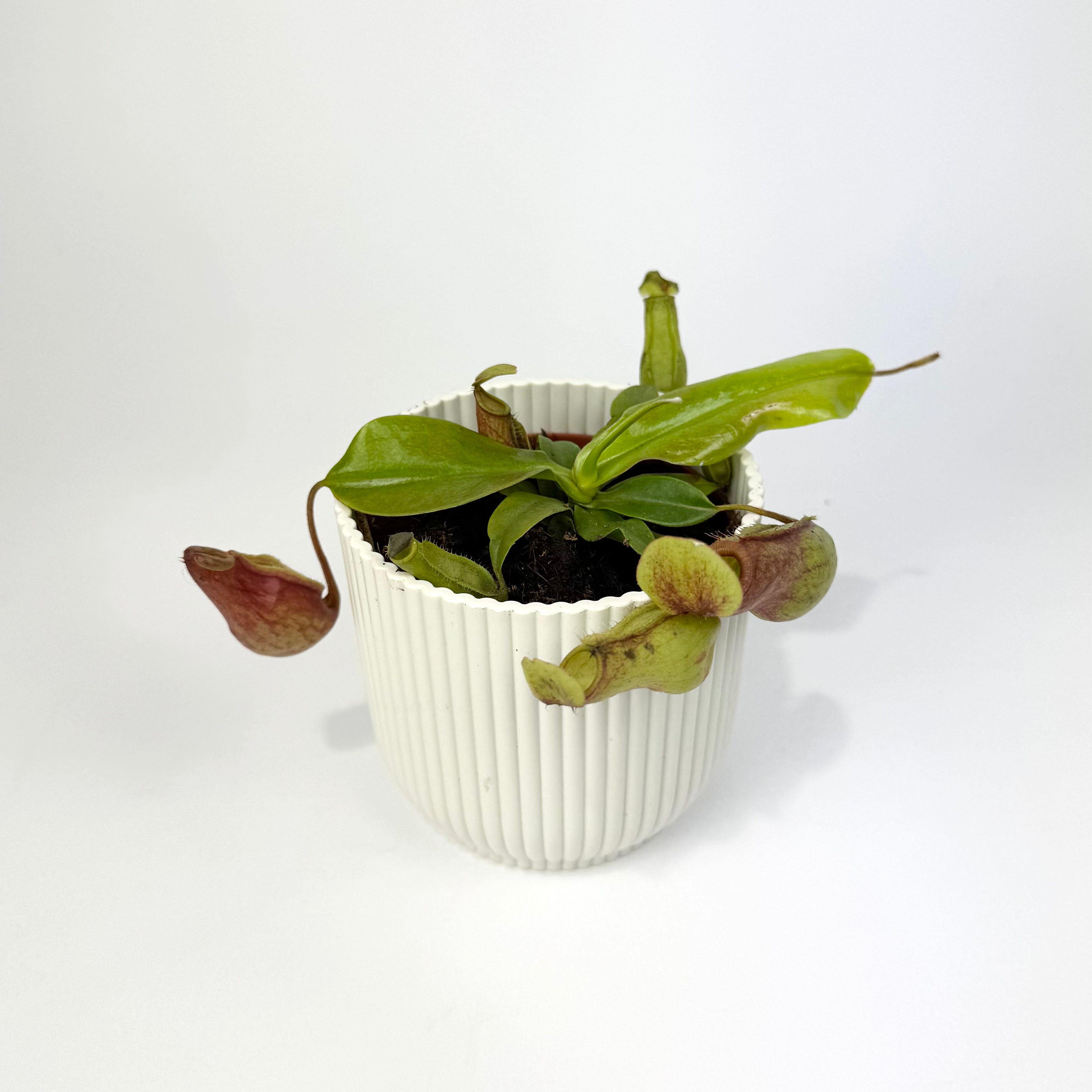 Carnivorous Plants 8.5cm Houseplants