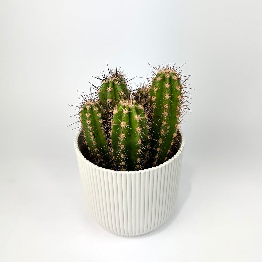 Cacti 12cm Cereus & Bolcactus Mix