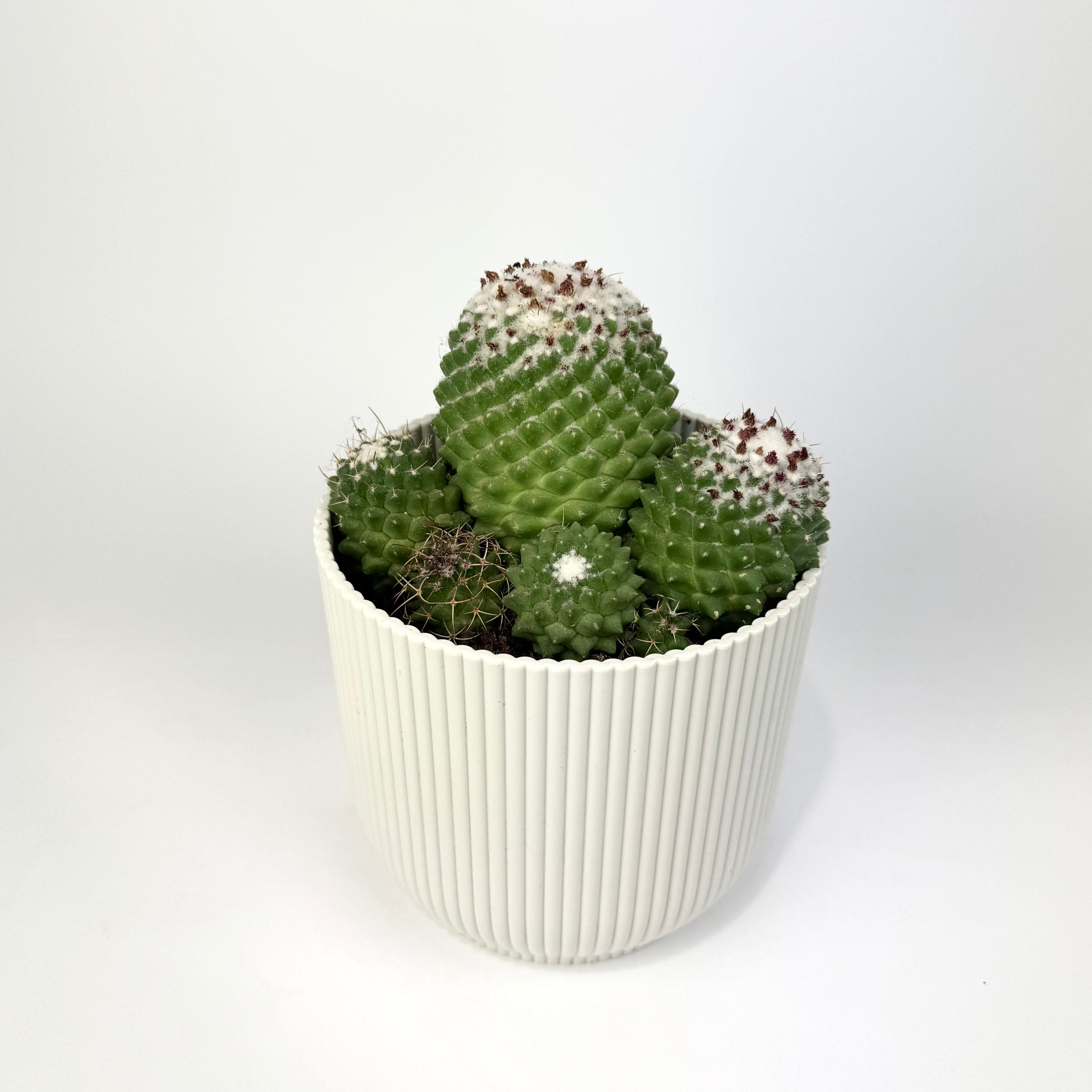 Cacti 12cm Cereus & Bolcactus Mix