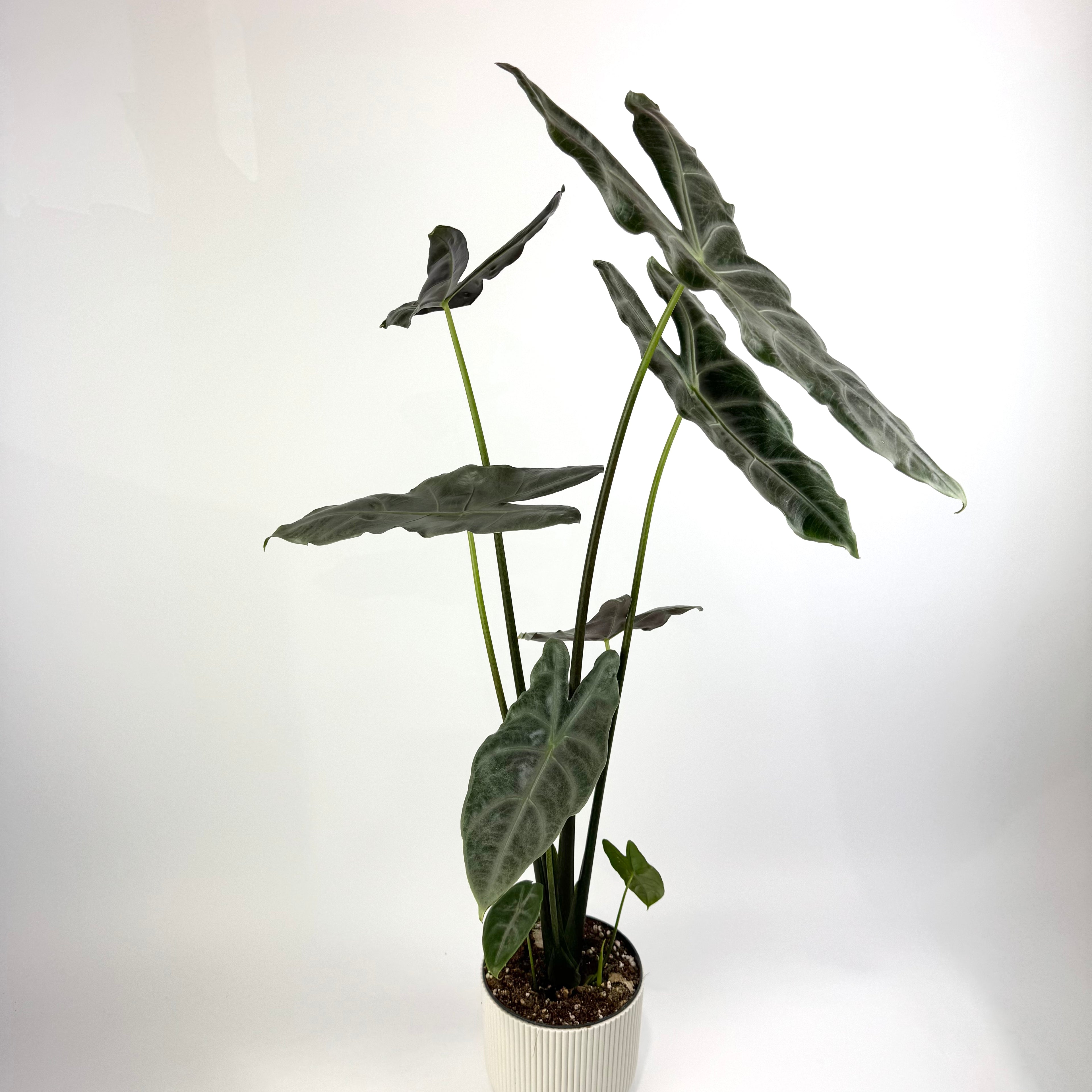 Alocasia Longiloba Silver 14cm Houseplant