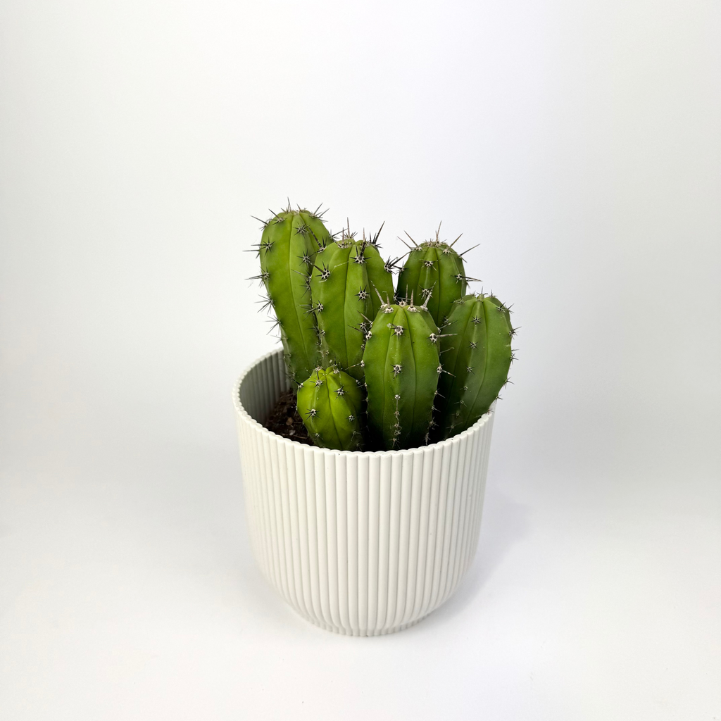 Cacti 12cm Cereus & Bolcactus Mix