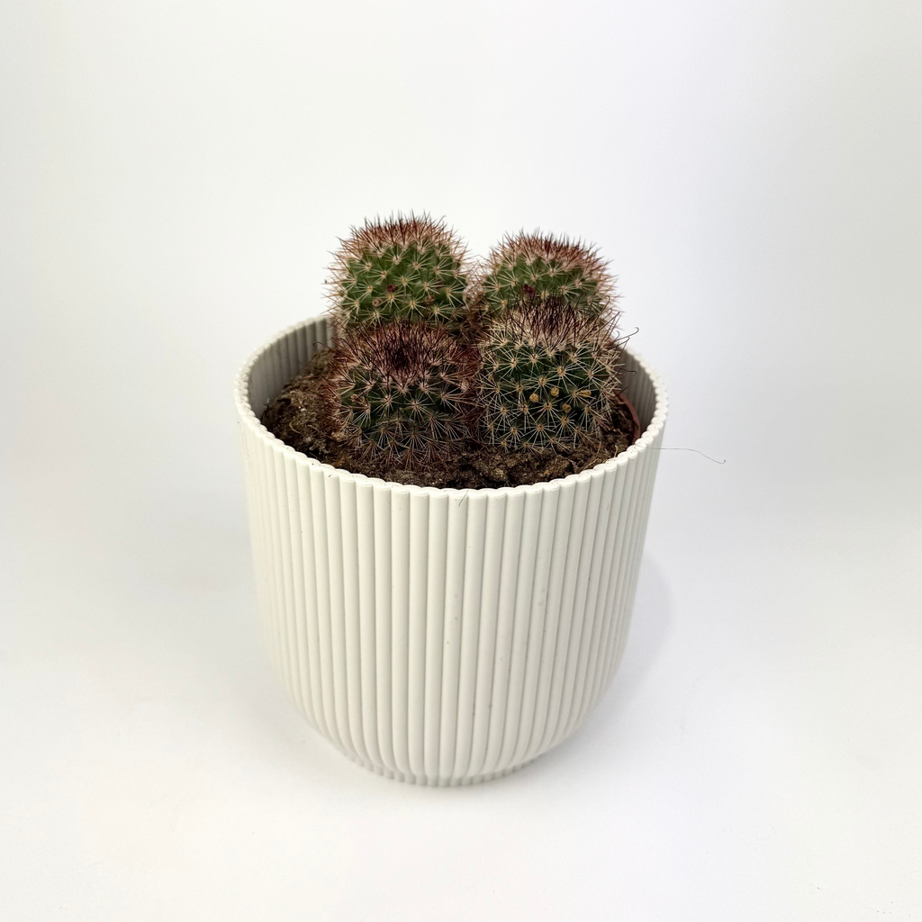 Cacti 12cm Cereus & Bolcactus Mix