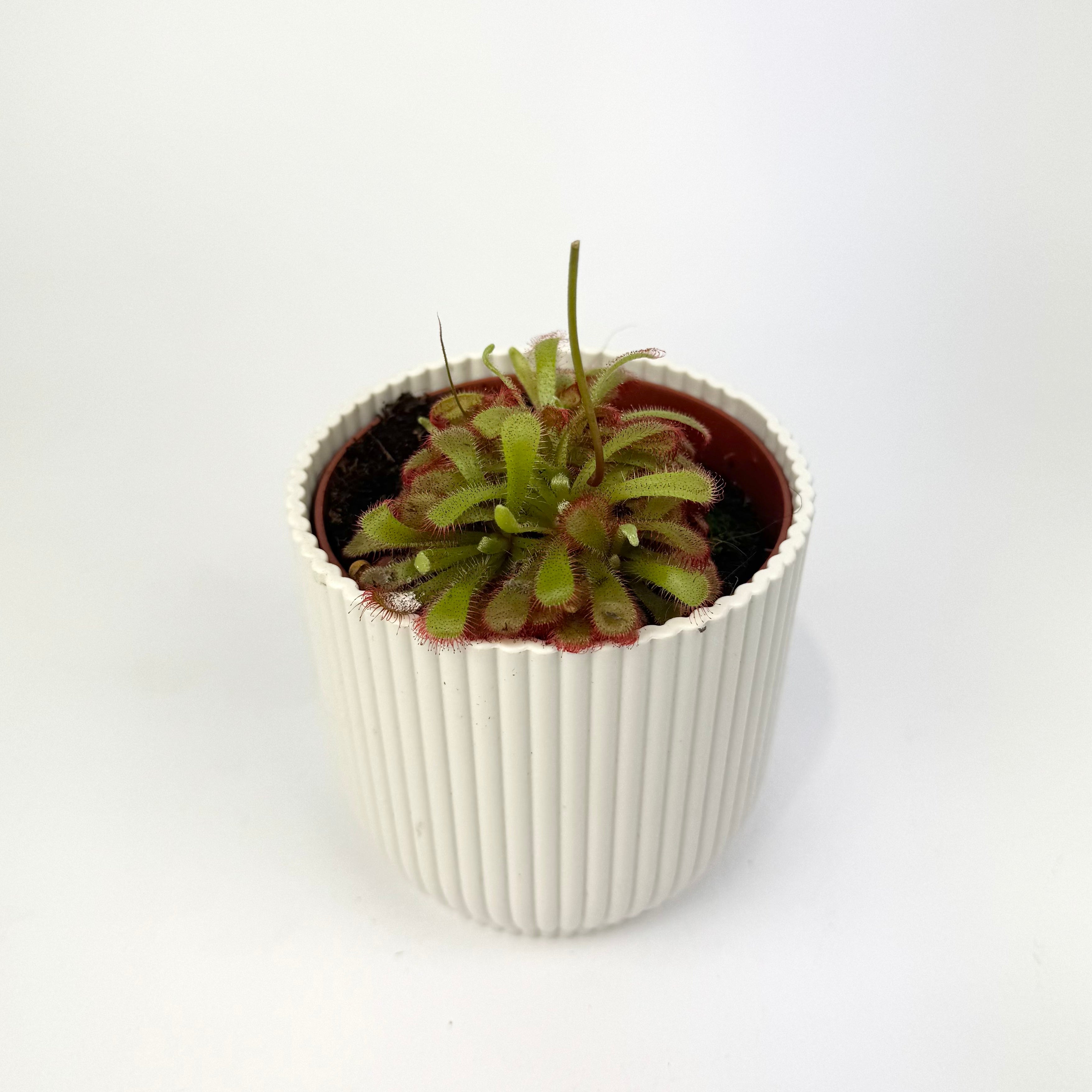 Carnivorous Plants 8.5cm Houseplants