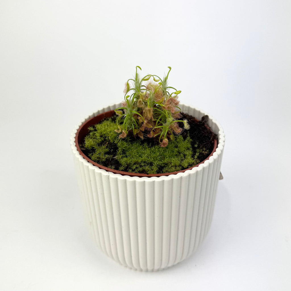 Carnivorous Plants 8.5cm Houseplants