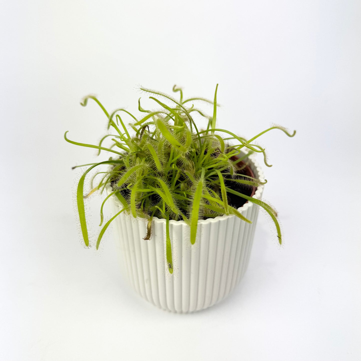 Carnivorous Plants 8.5cm Houseplants
