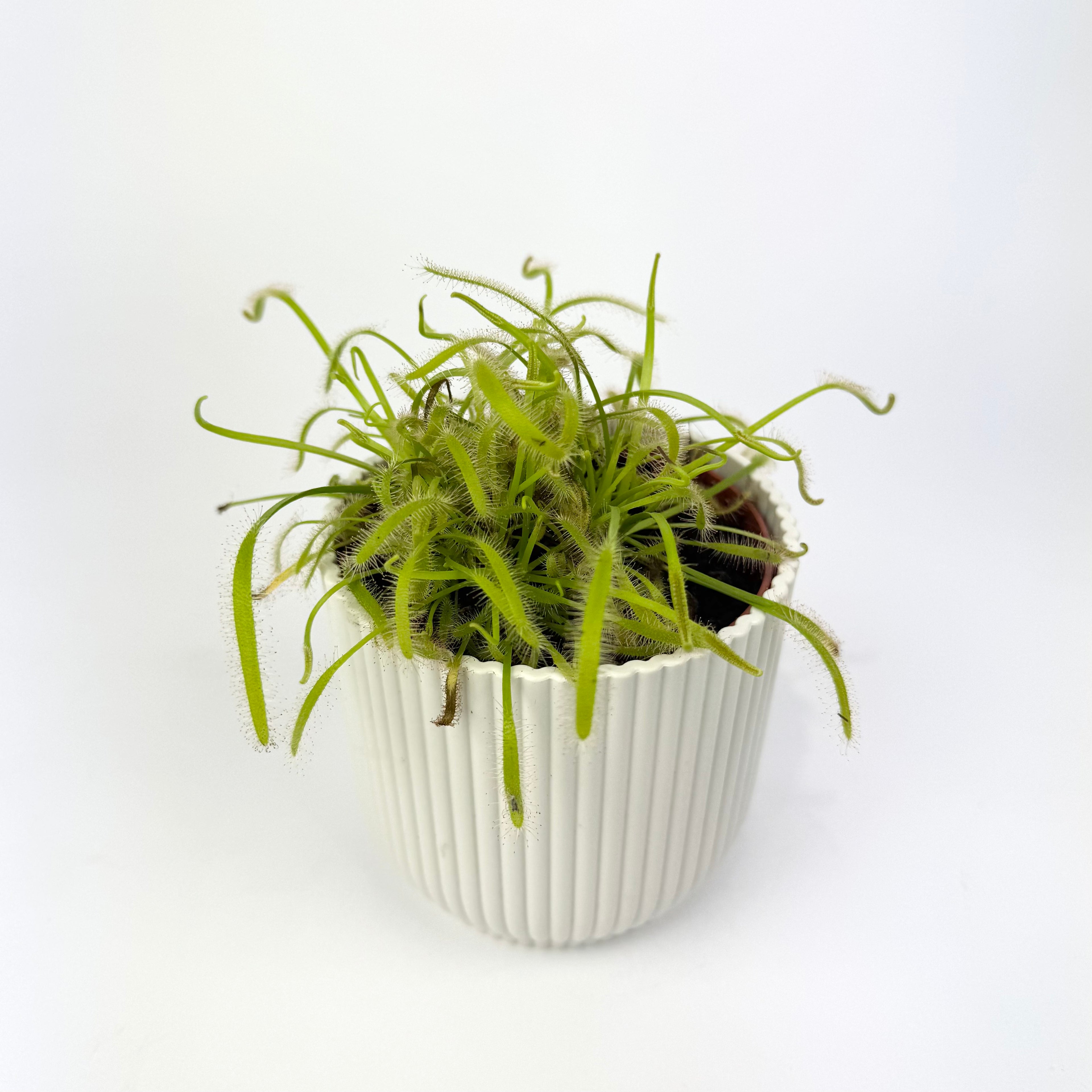 Carnivorous Plants 8.5cm Houseplants