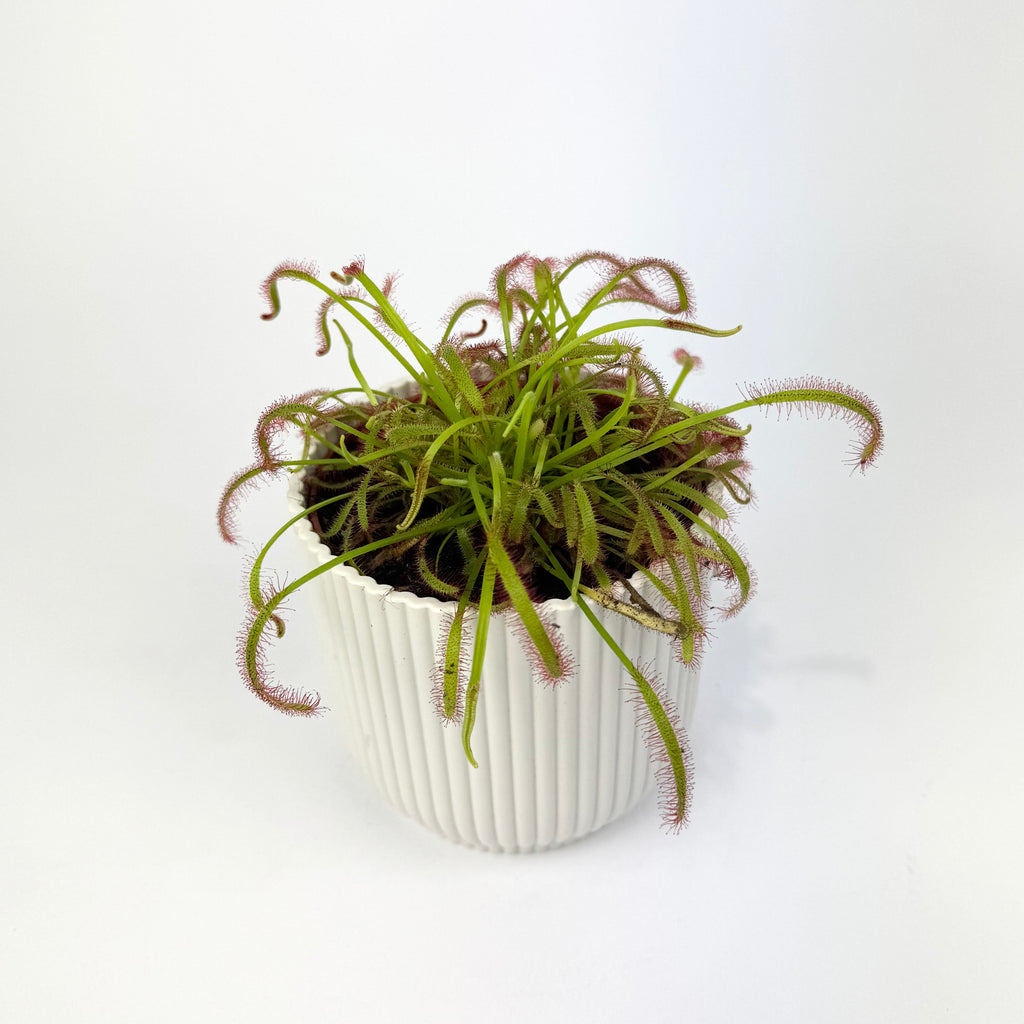 Carnivorous Plants 8.5cm Houseplants