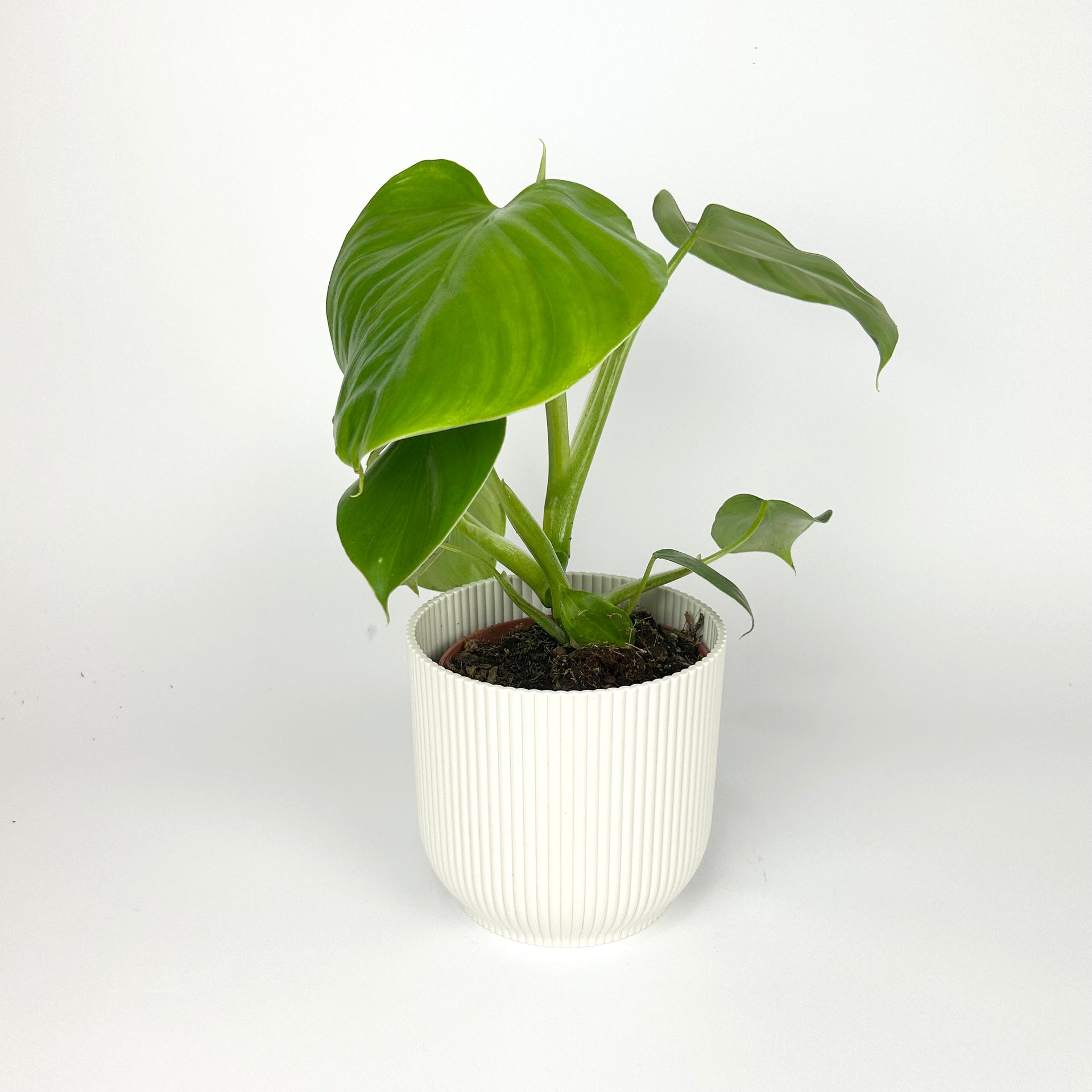 Philodendron Pittieri 12cm Houseplant – OH SO Floral