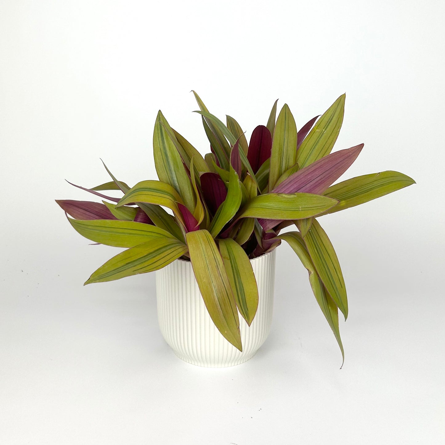 Tradescantia Sitara Gold Houseplant