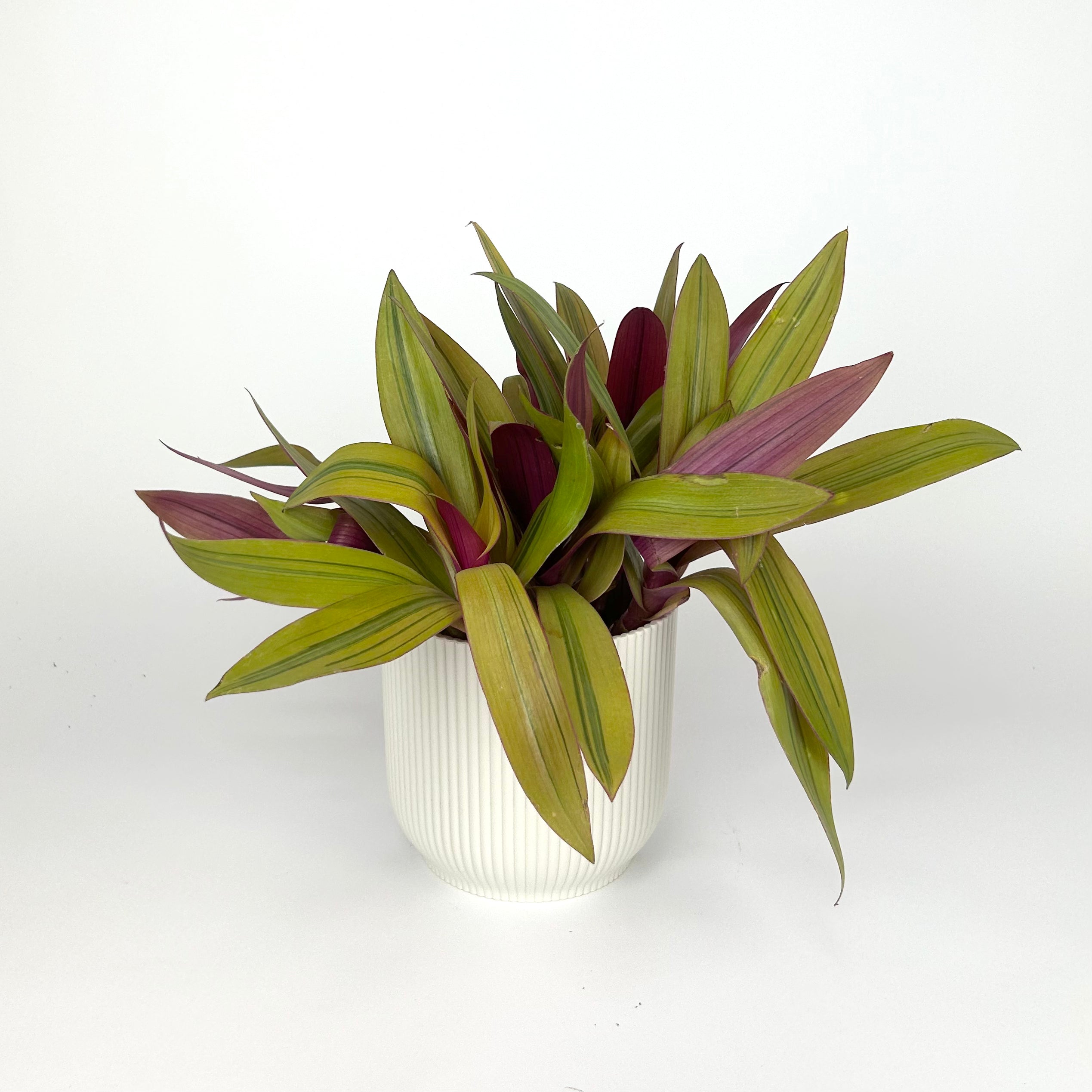 Tradescantia Sitara Gold Houseplant