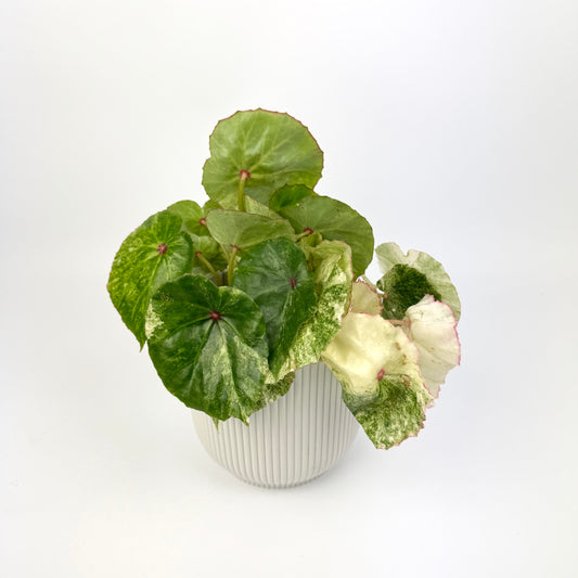Begonia Rouge Variegated 12cm Potsize Houseplant