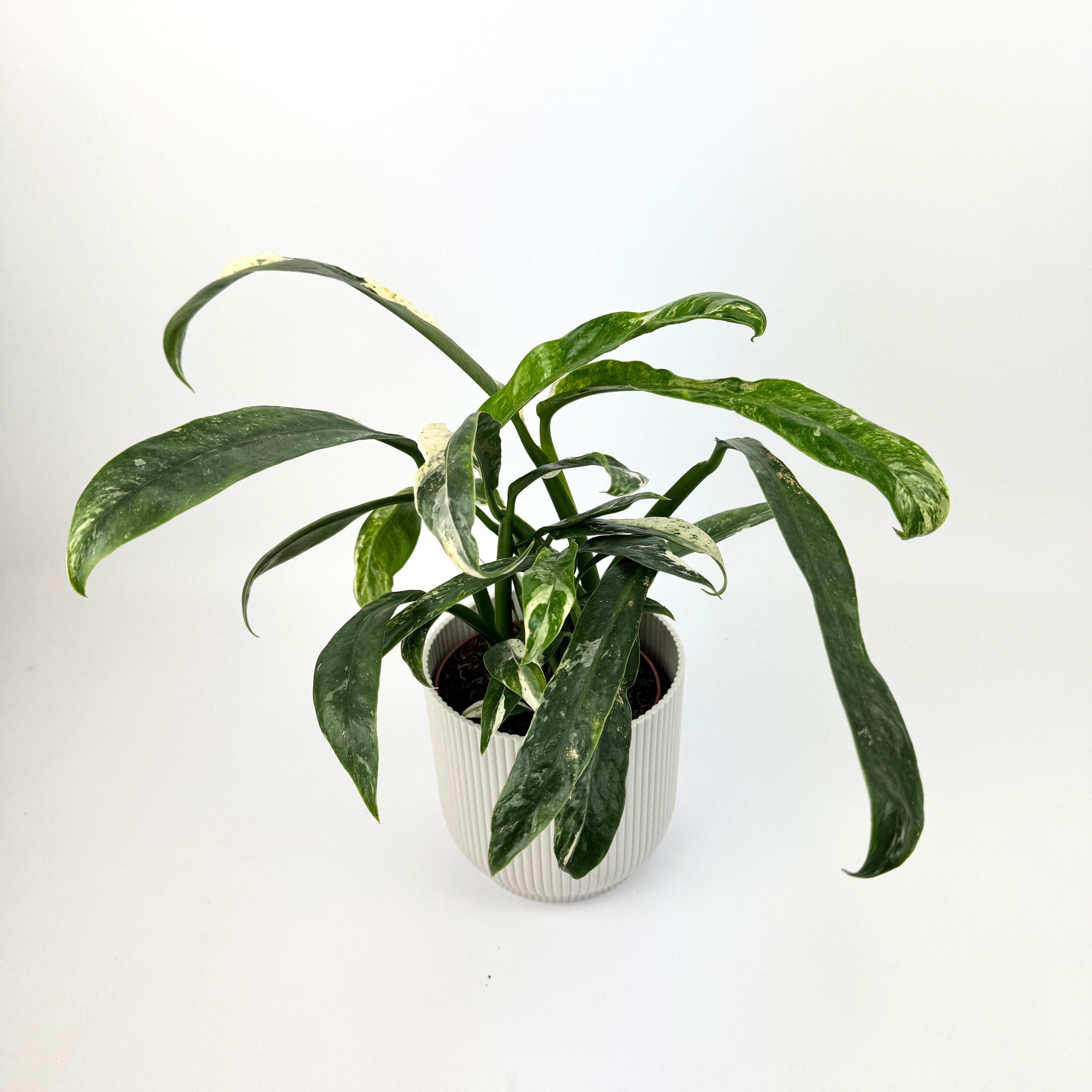 Rhaphidophora Puberula Variegated 12cm Potsize Houseplant