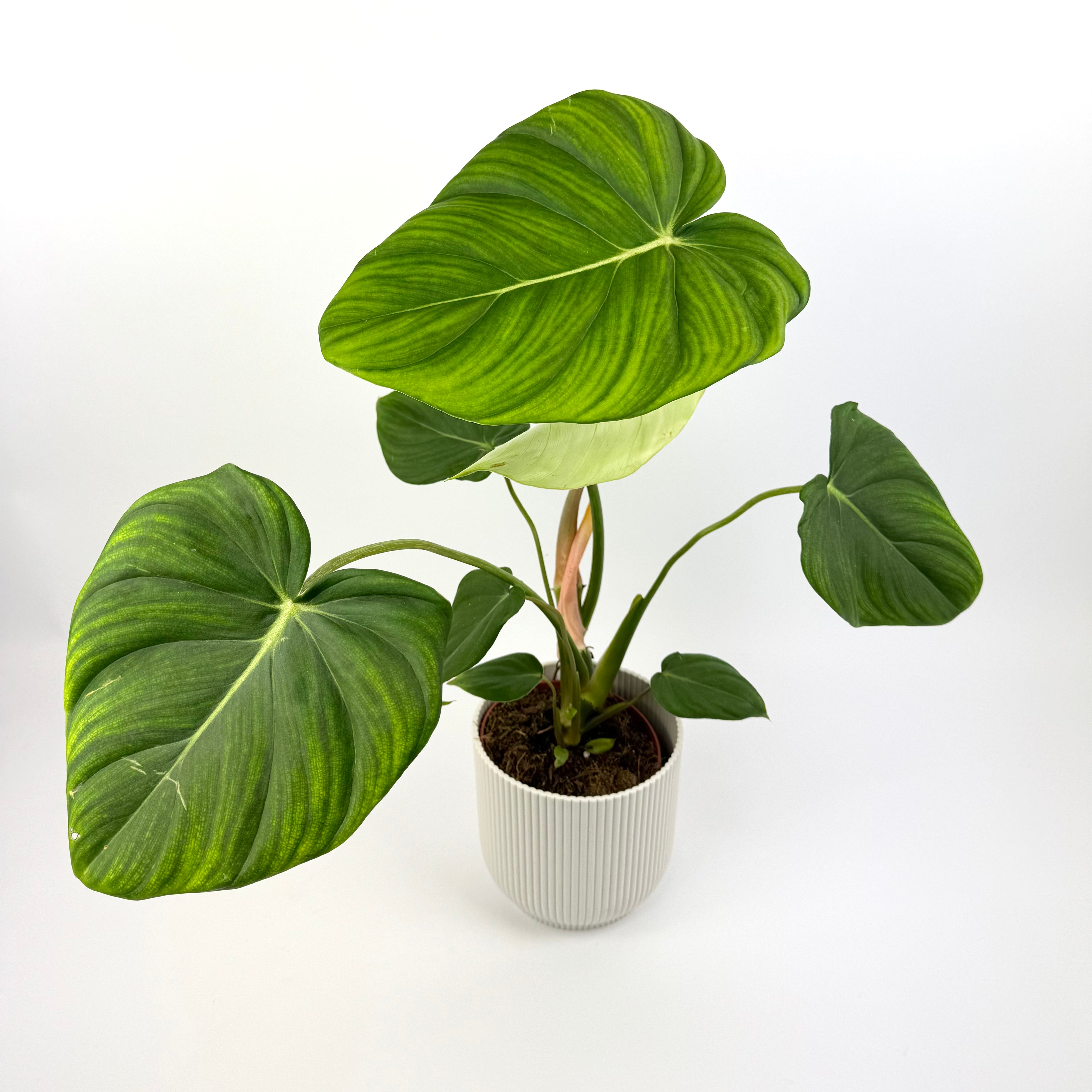Philodendron Pastazanum x Mc Dowell 12cm Potsize Houseplant