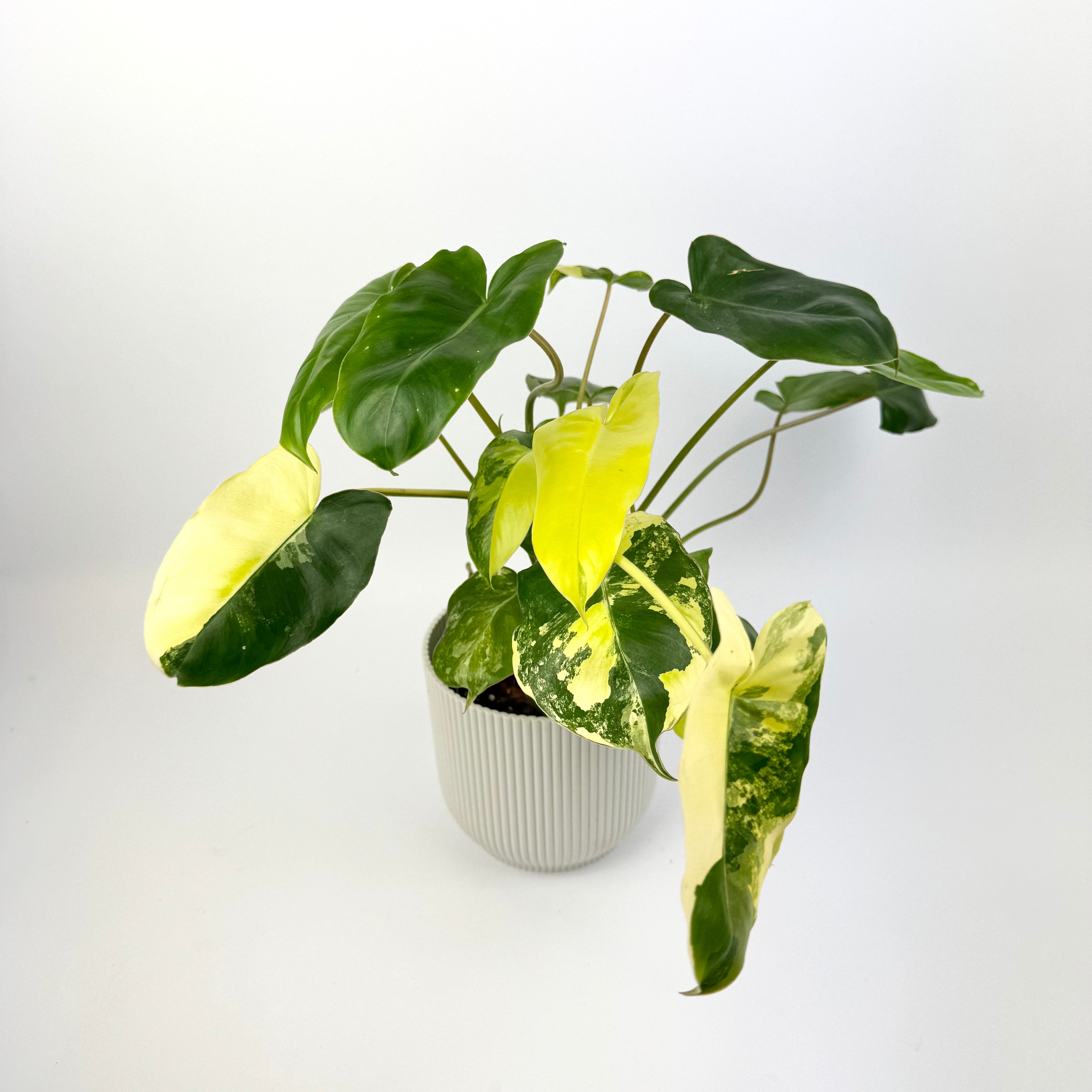 Philodendron Burle Marx Variagata 12cm Potsize Houseplant