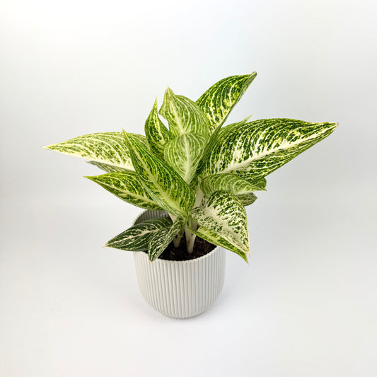 Aglaonema Polar Springtime 12cm Potsize Houseplant