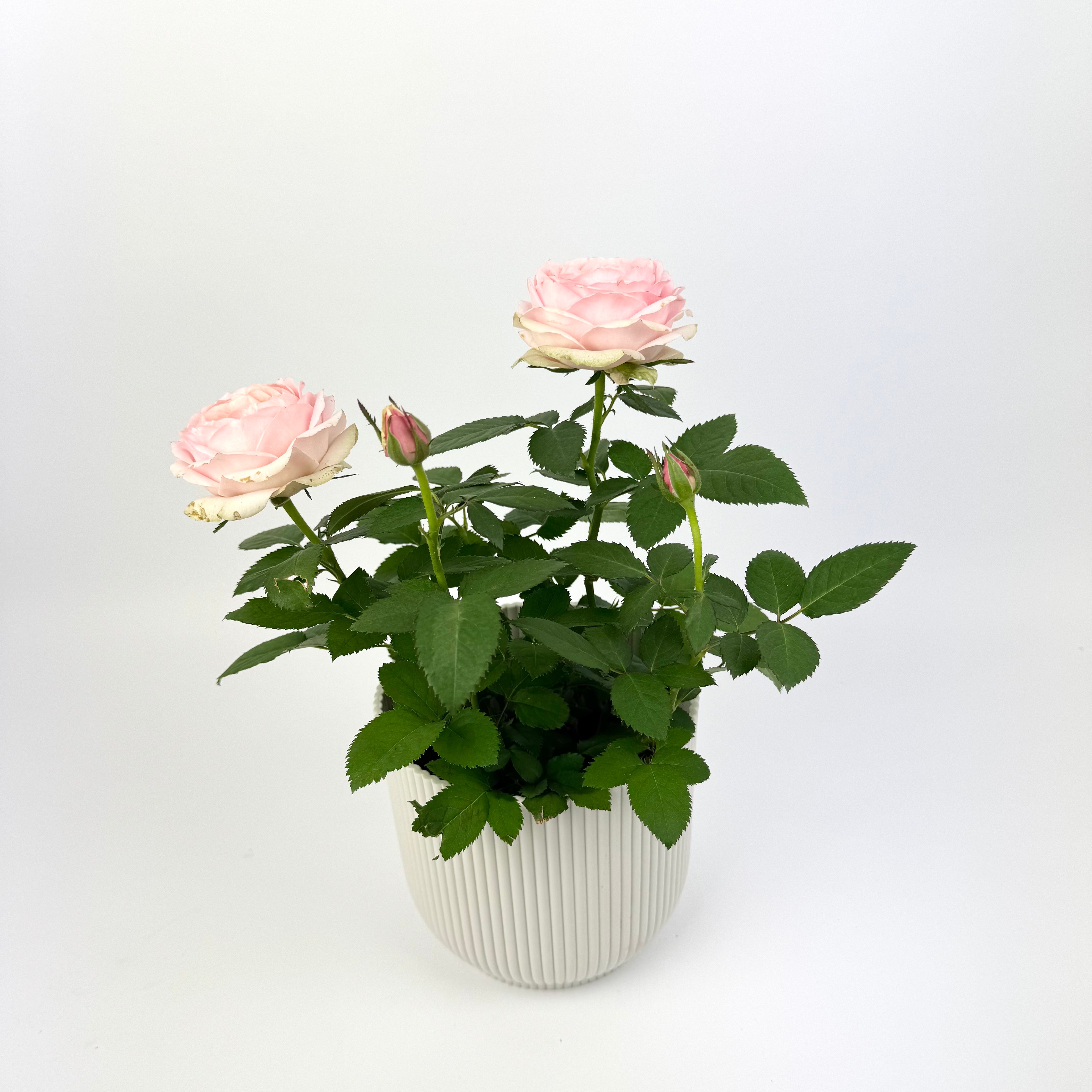 Pink Rose 10.5cm Houseplant