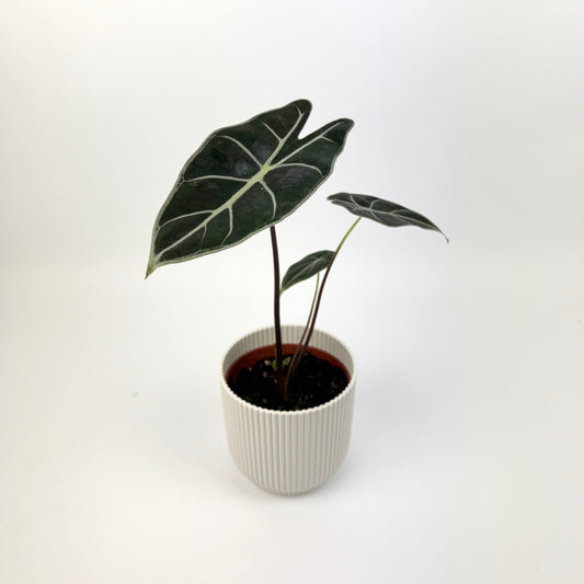 Alocasia Watsonia Red Vein 10.5cm Potsize Houseplant