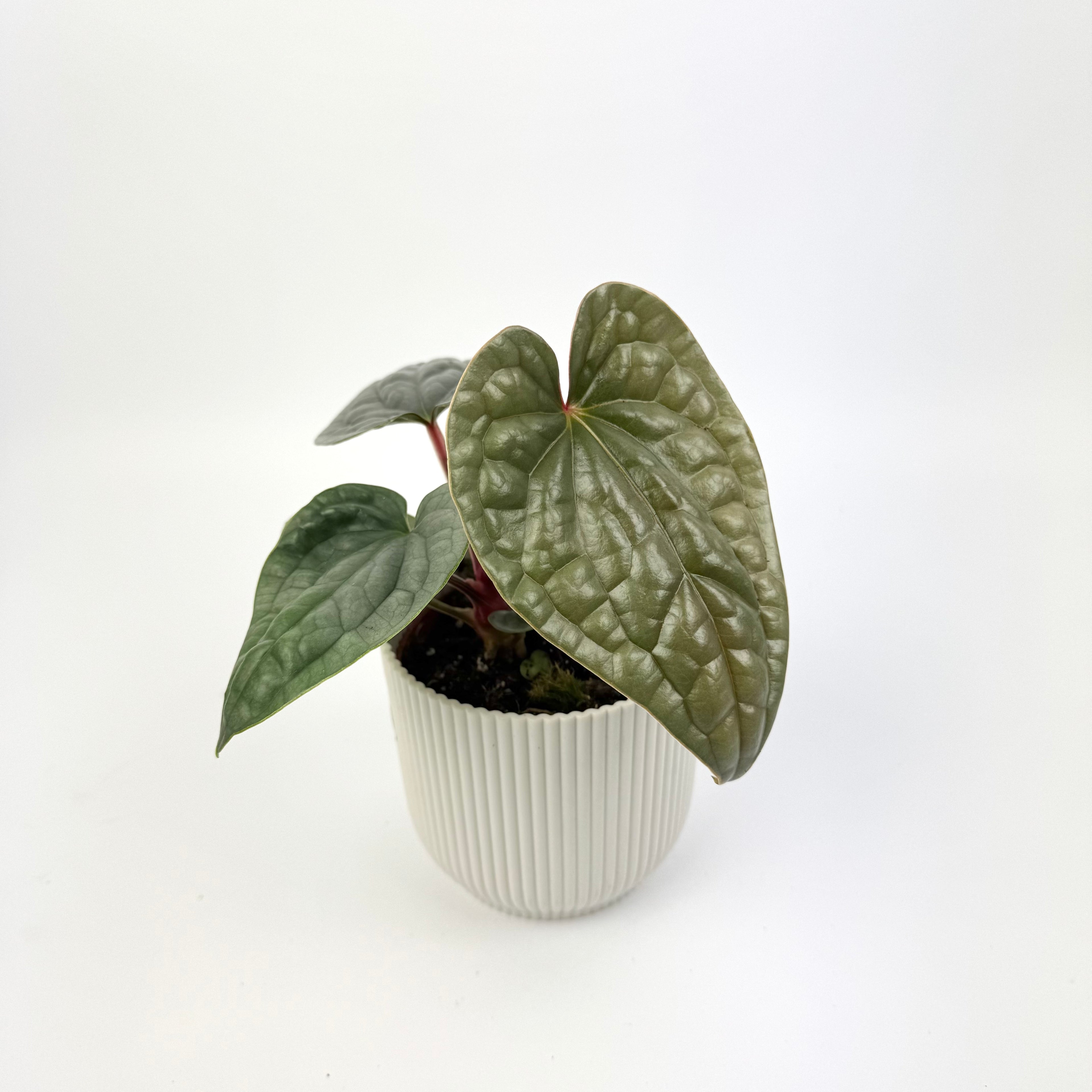Anthurium Luxurians 10.5cm Houseplant