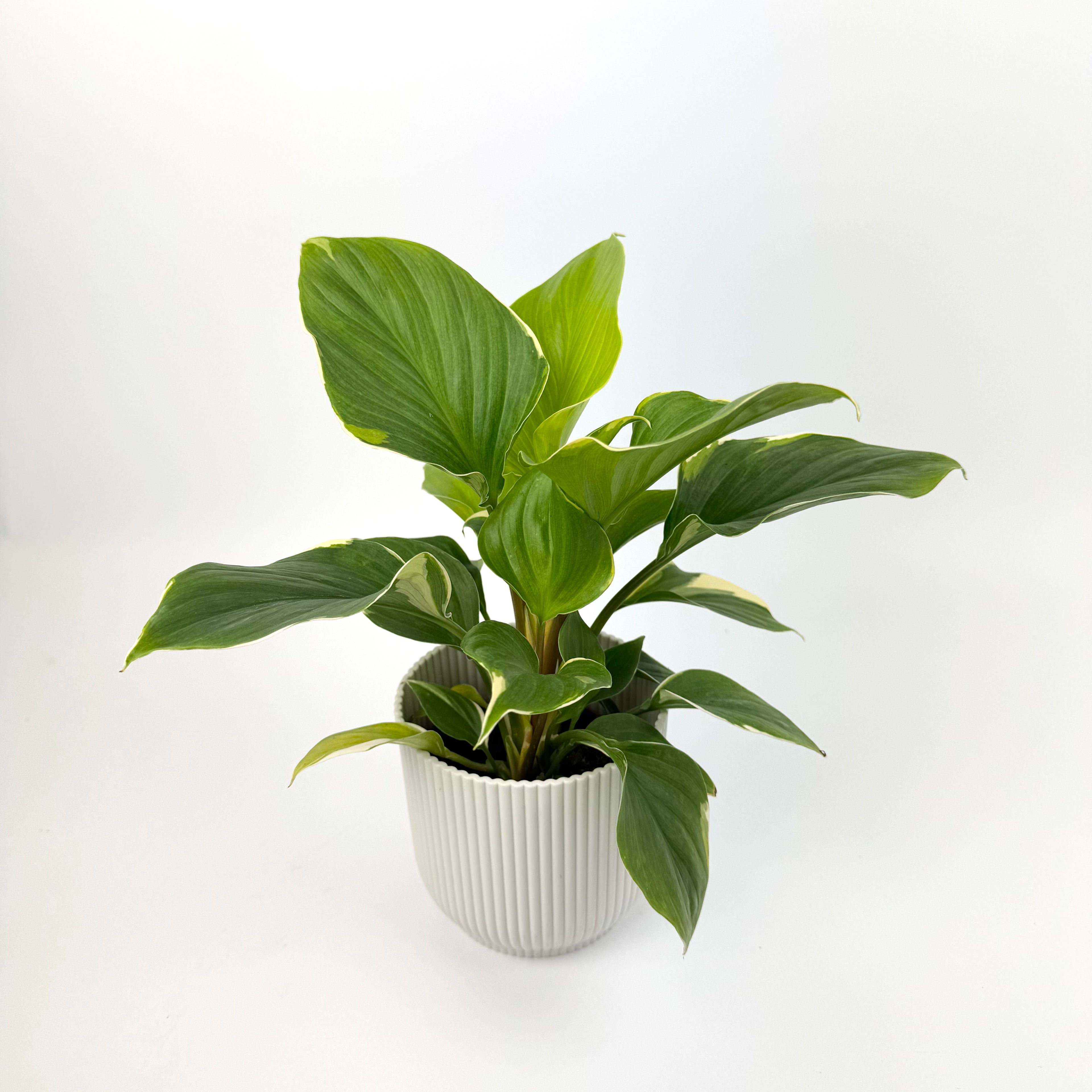 Homalomena Sunshine Gem Variegated 9cm Potsize Houseplant