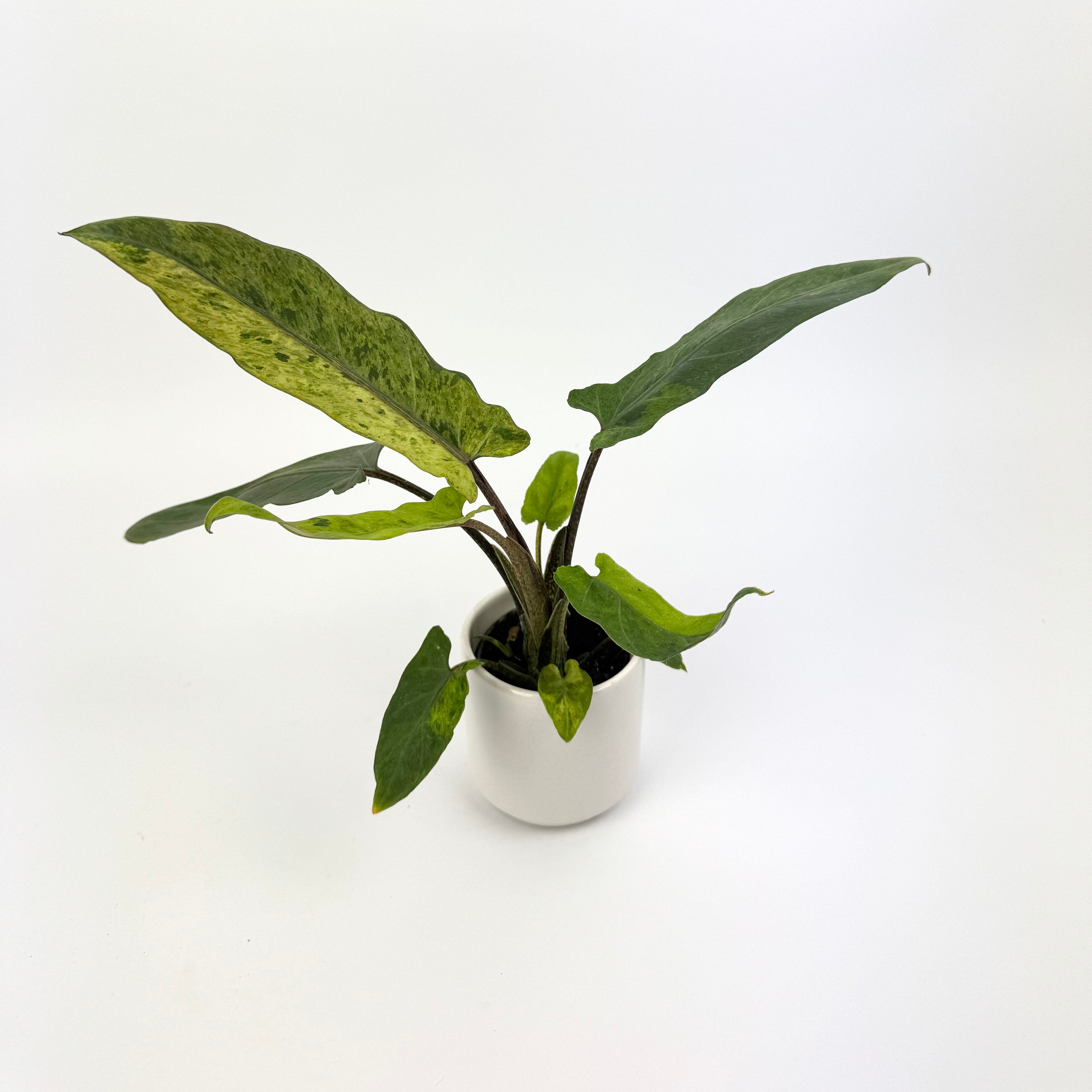 Alocasia Lauterbachiana Variegated 6cm Potsize Houseplant