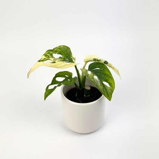 Monstera Adansonii Variegated 6cm Potsize Houseplant