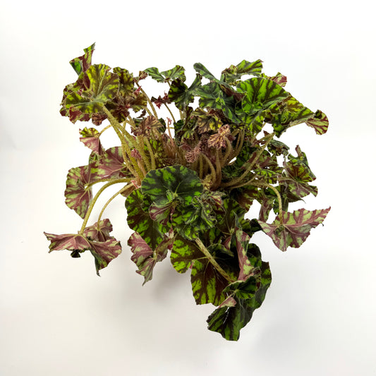 Begonia Tiger XL 12cm Potsize Houseplant
