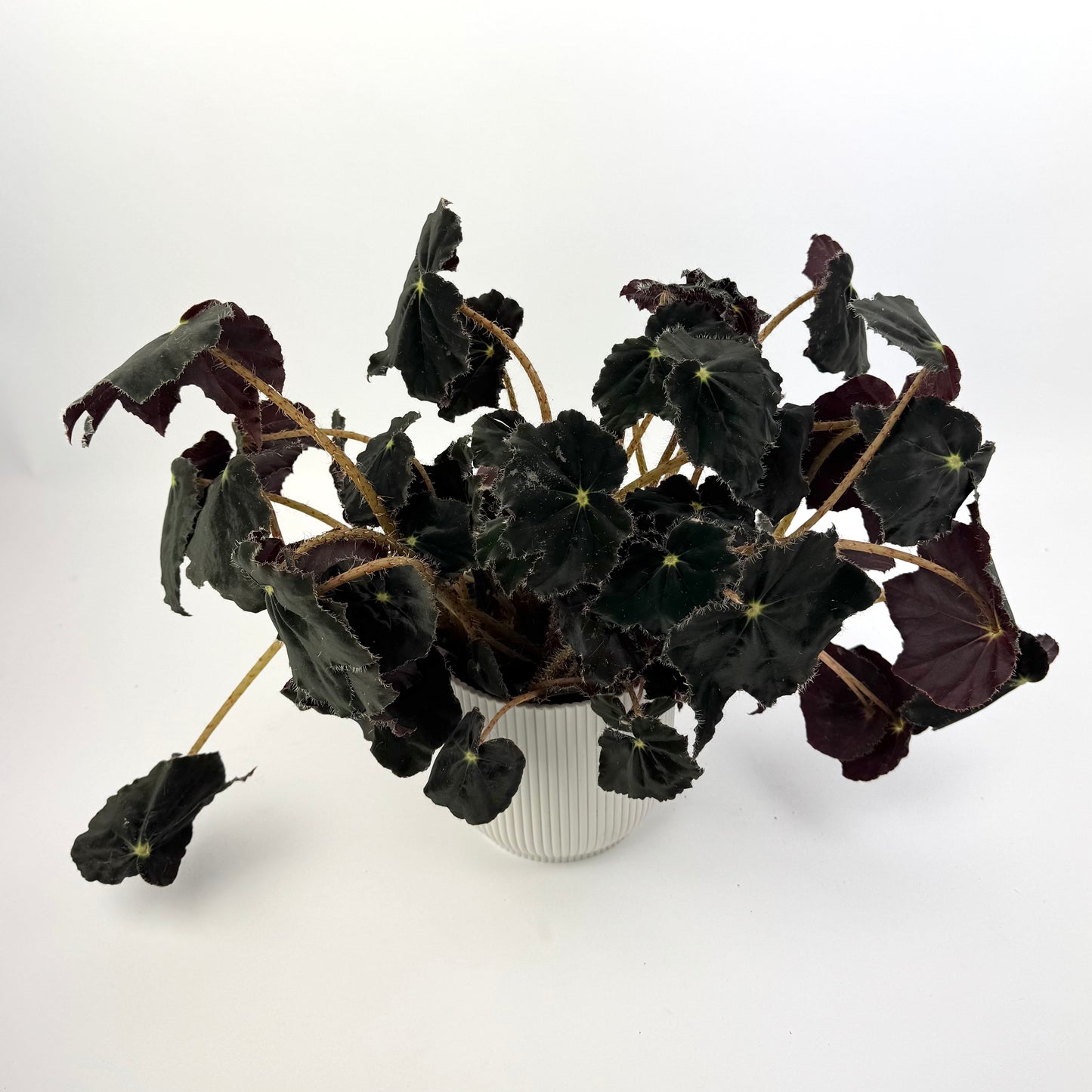 Begonia Tiger XL 12cm Potsize Houseplant