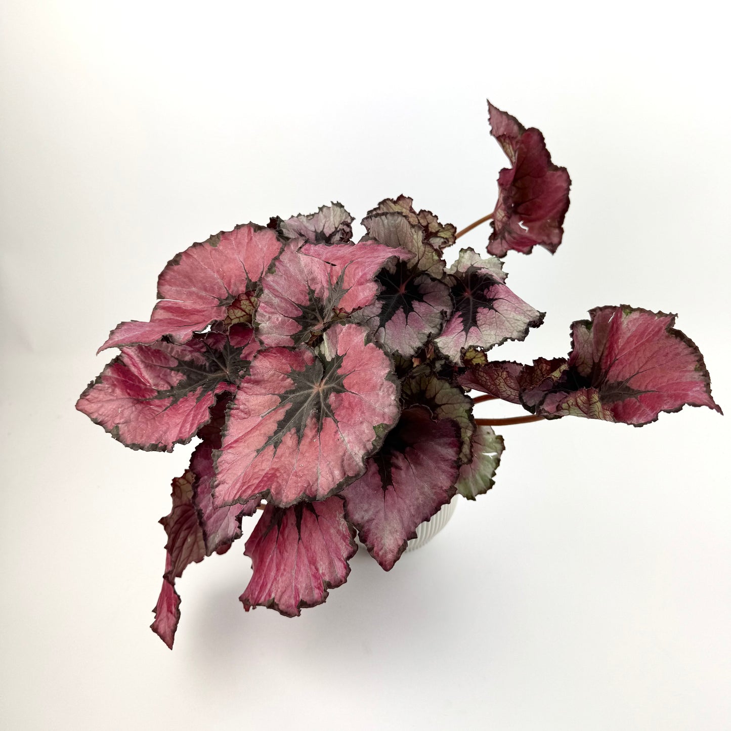 Begonia Tiger XL 12cm Potsize Houseplant