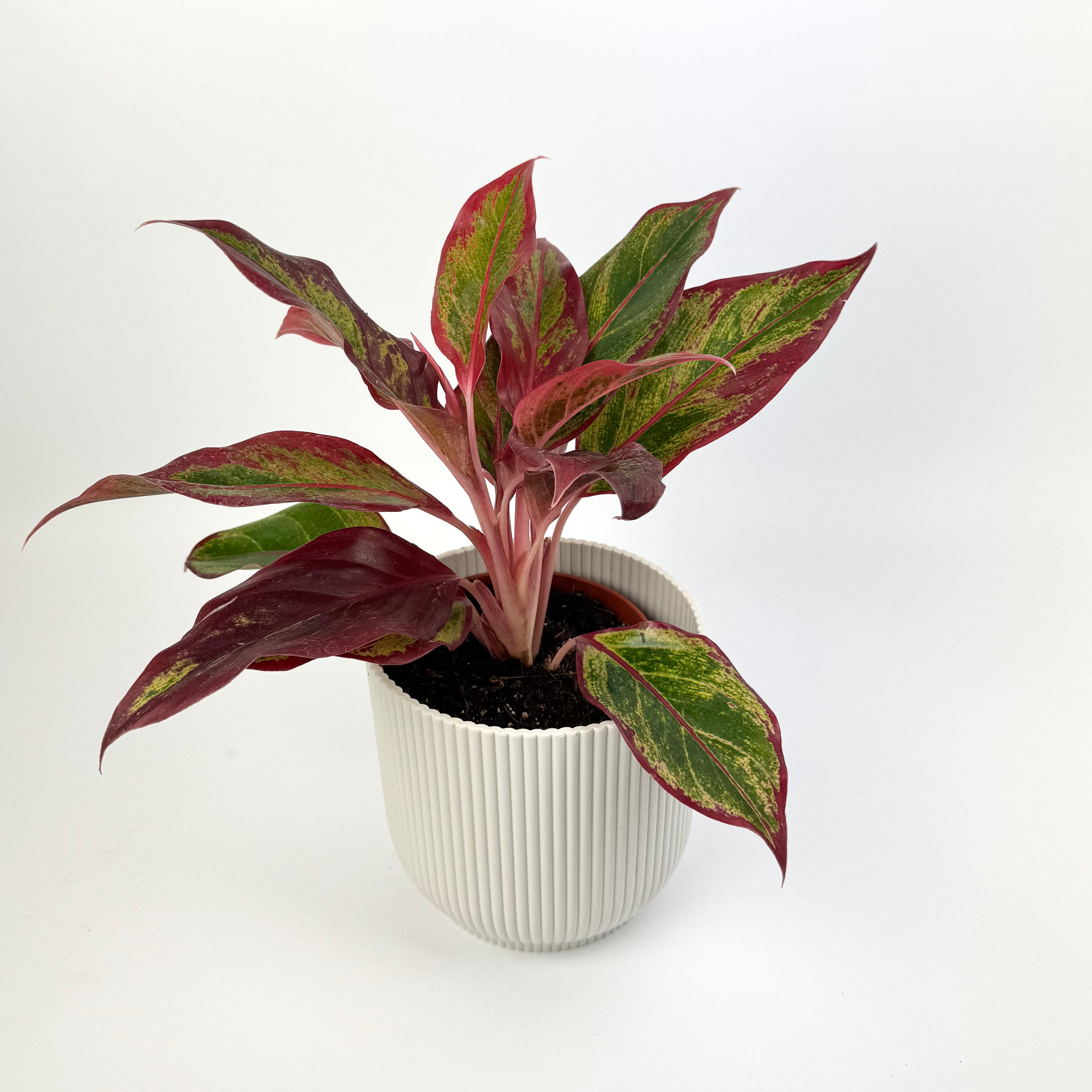 Aglaonema lipstick pink 12cm Potsize Houseplant
