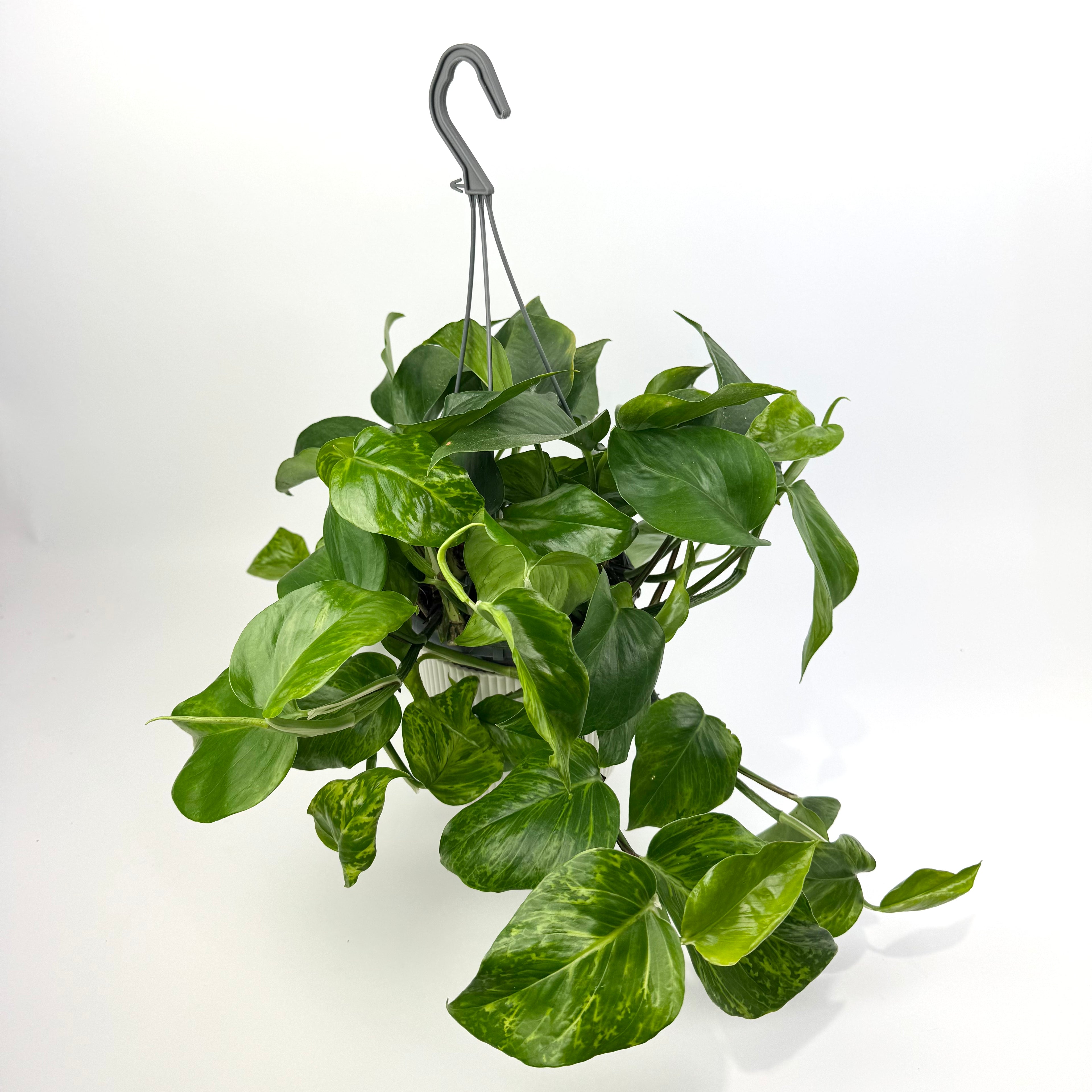 Scindapsus Marble Green 15cm Potsize Houseplant