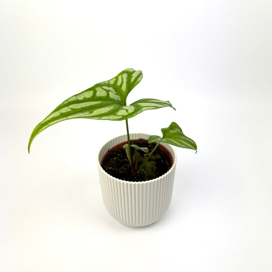 Cercestis Mirabilis 10.5cm Pot Size Houseplant