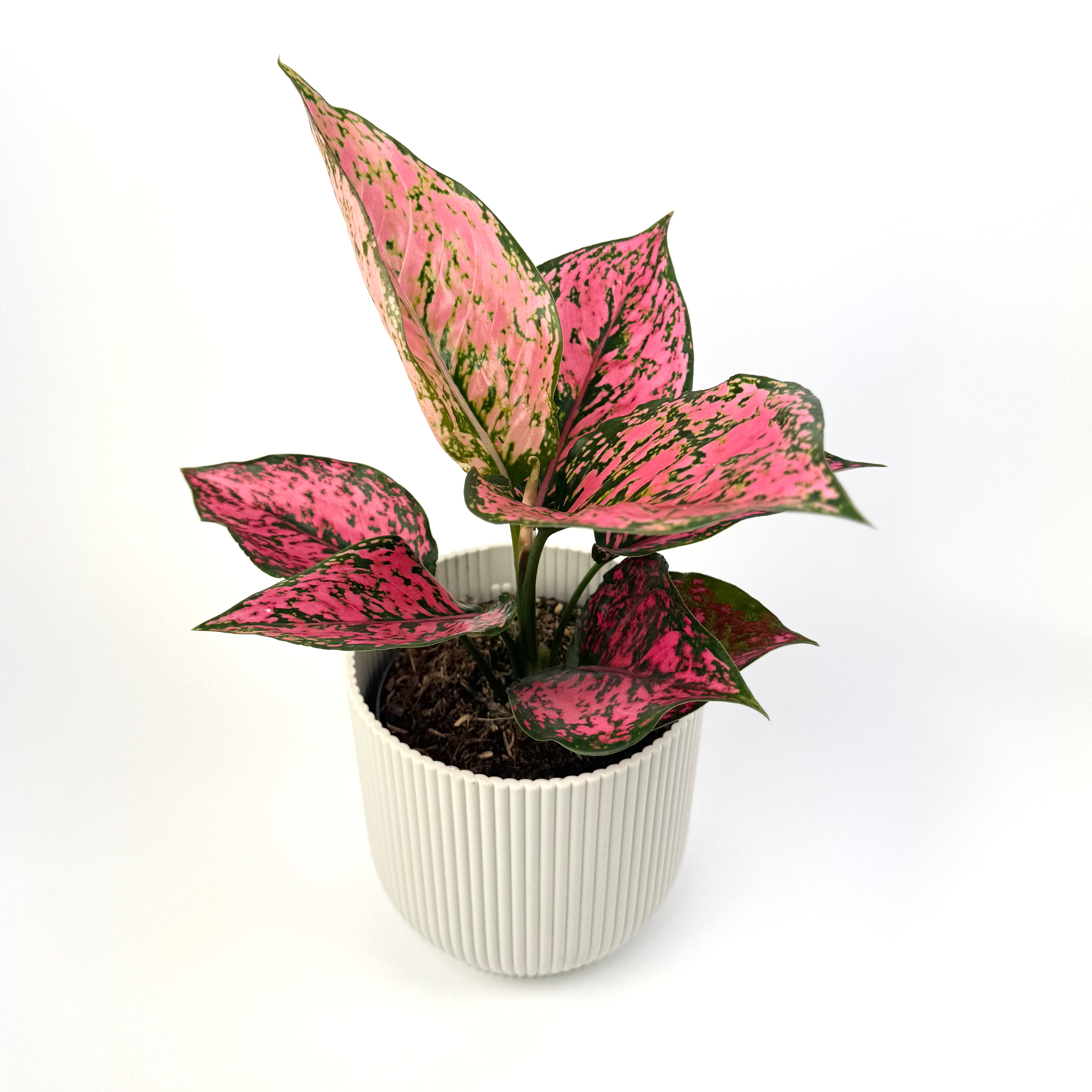 Aglaonema Spicy Pink 12cm Houseplant
