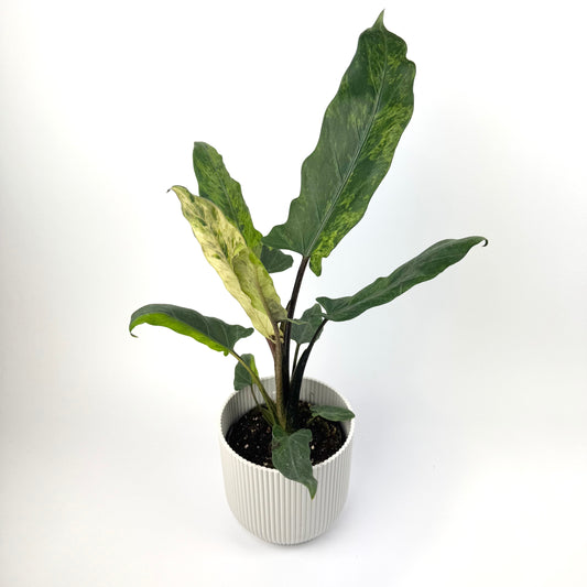 Alocasia Lauterbachiana Variegata 12cm Houseplant