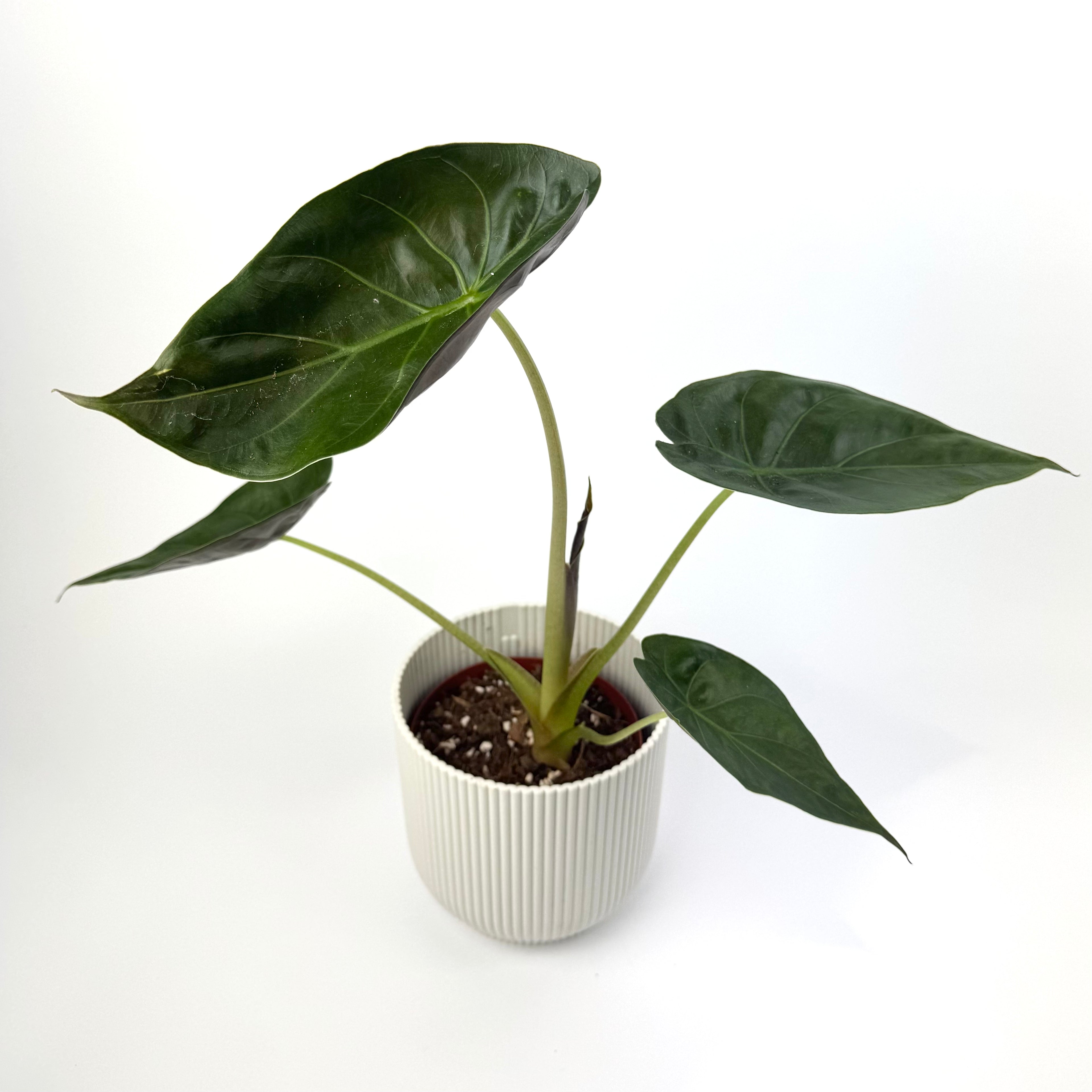 Alocasia Wentii 12cm Houseplant