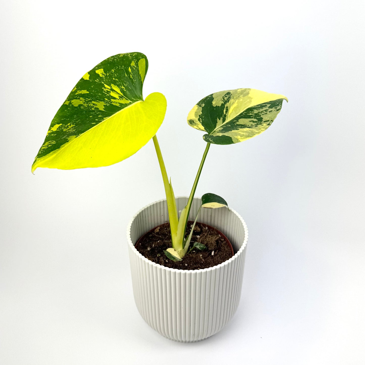 Monstera Deliciosa Aurea 12cm Houseplant