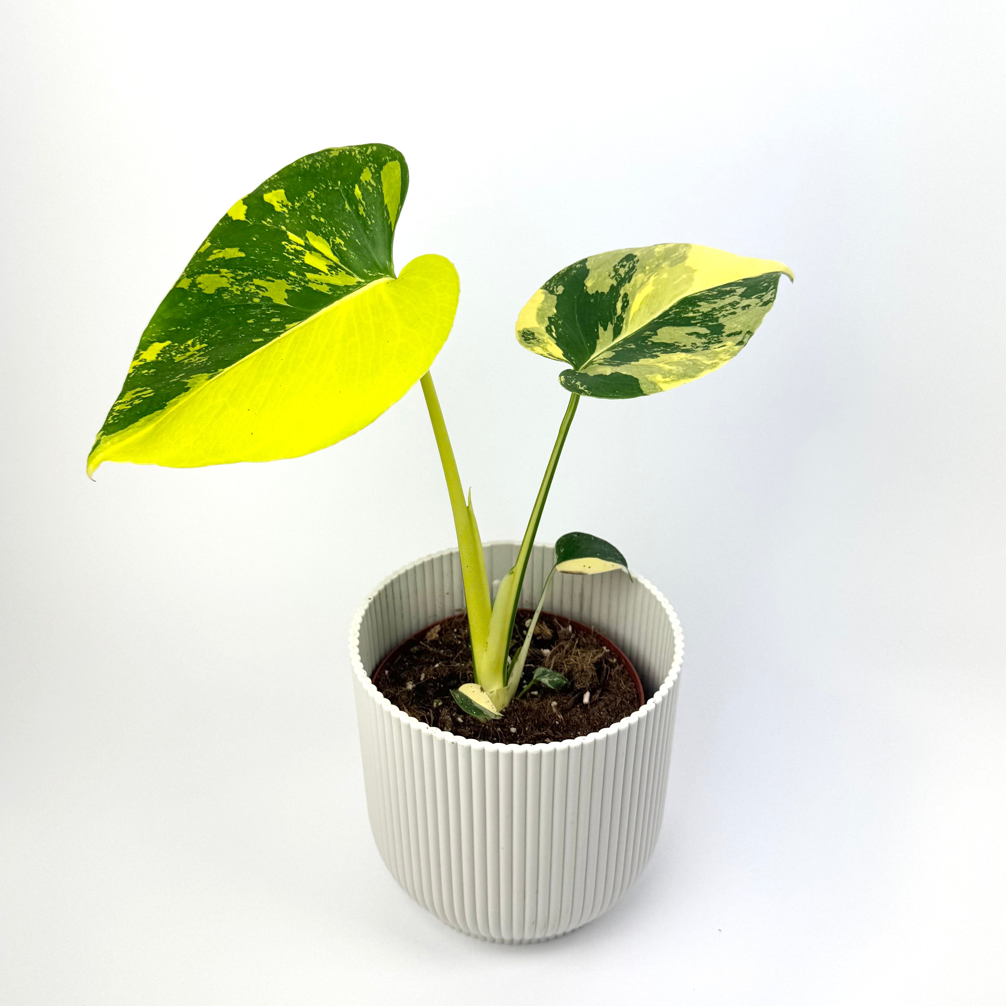 Monstera Deliciosa Aurea 12cm Houseplant