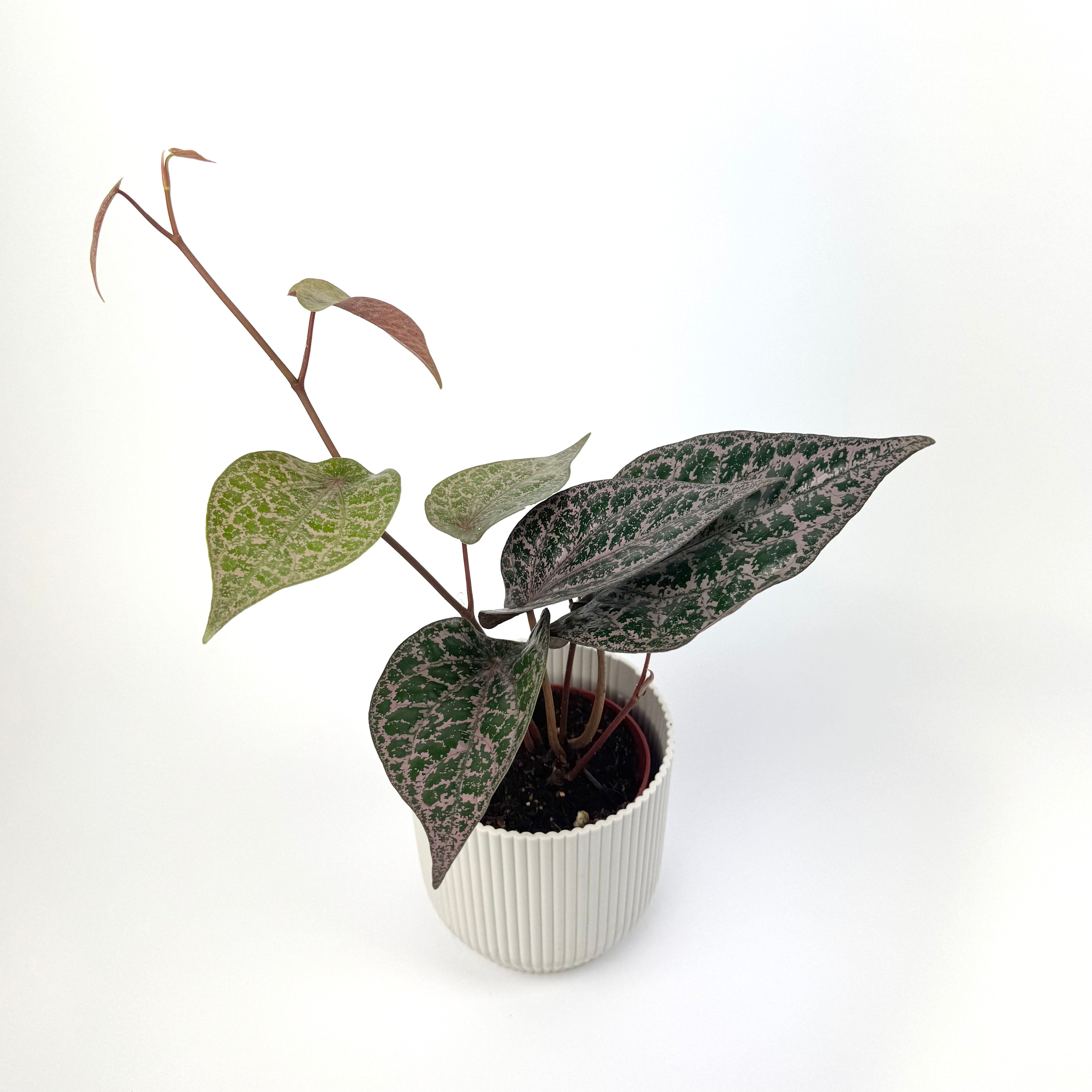 Piper Ornatum 9cm Houseplant