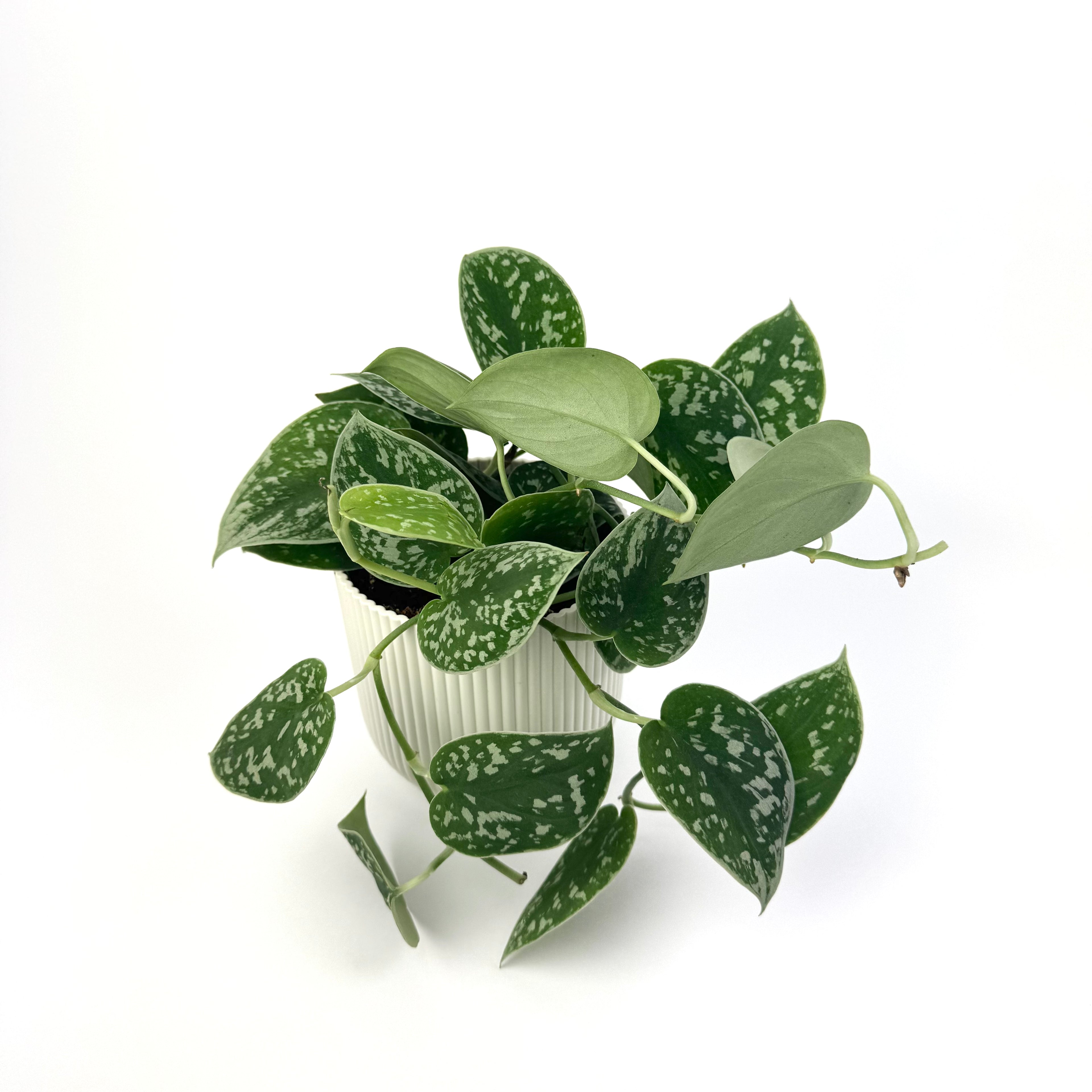 Scindapsus Pictus Silvery Ann 11cm Houseplant