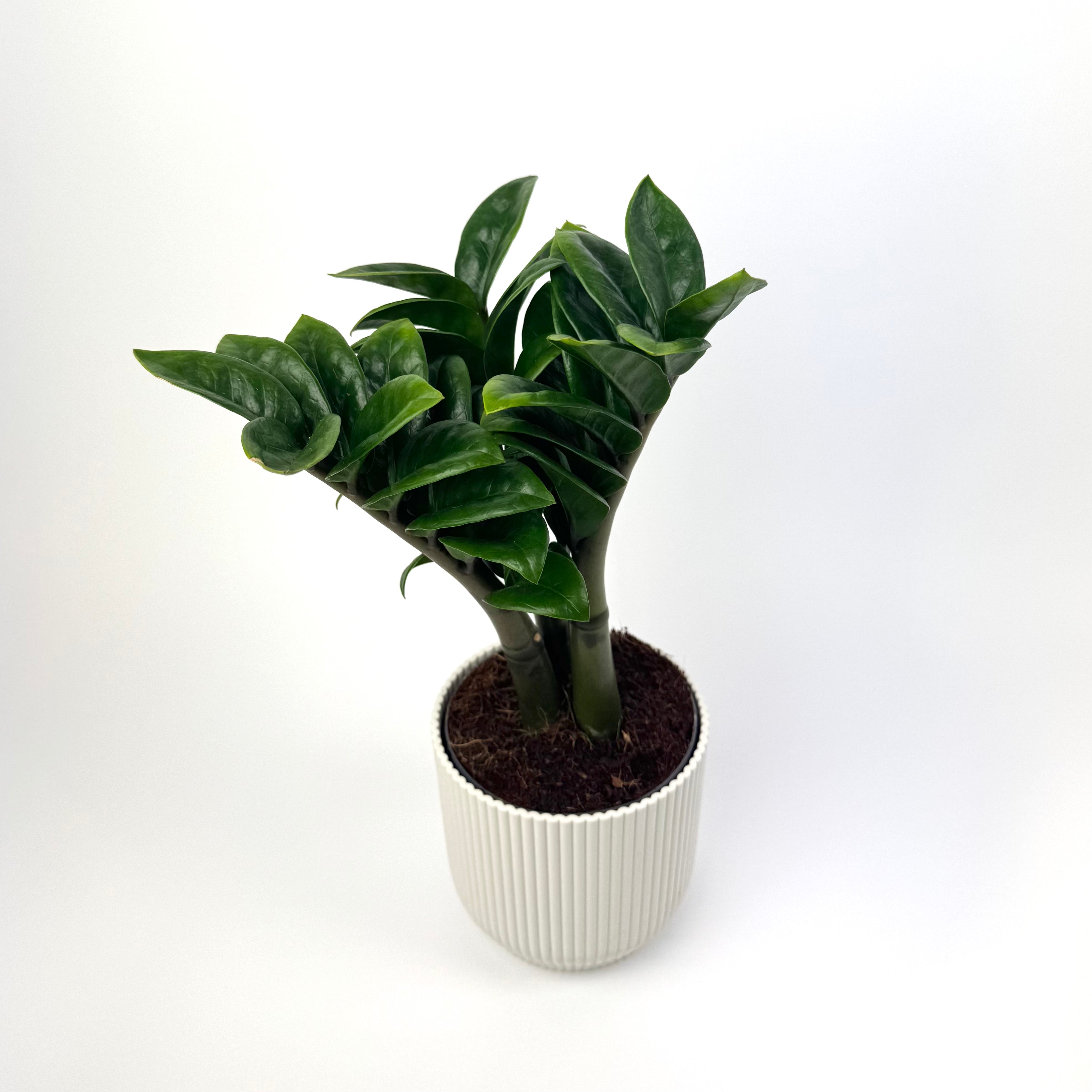 Zamioculcas Zamiifollia Zenzi 11cm Houseplant
