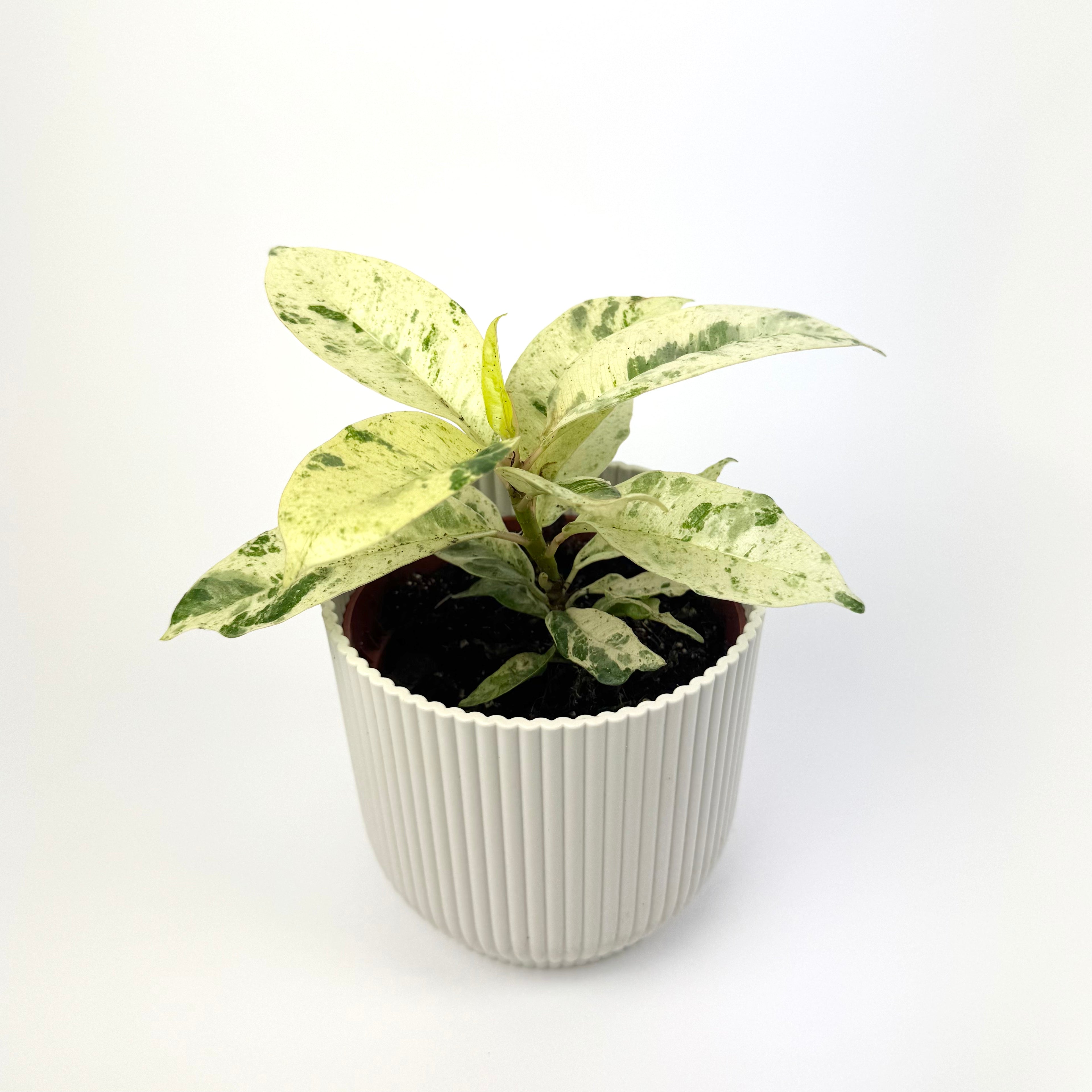 Ficus Shivereana Moonshine 9cm Houseplant