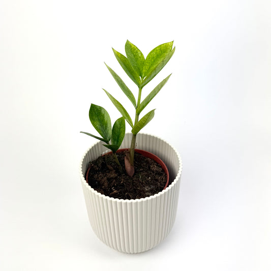 Zamioculcas Zamiifolia 'Chameleon' 9cm Houseplant