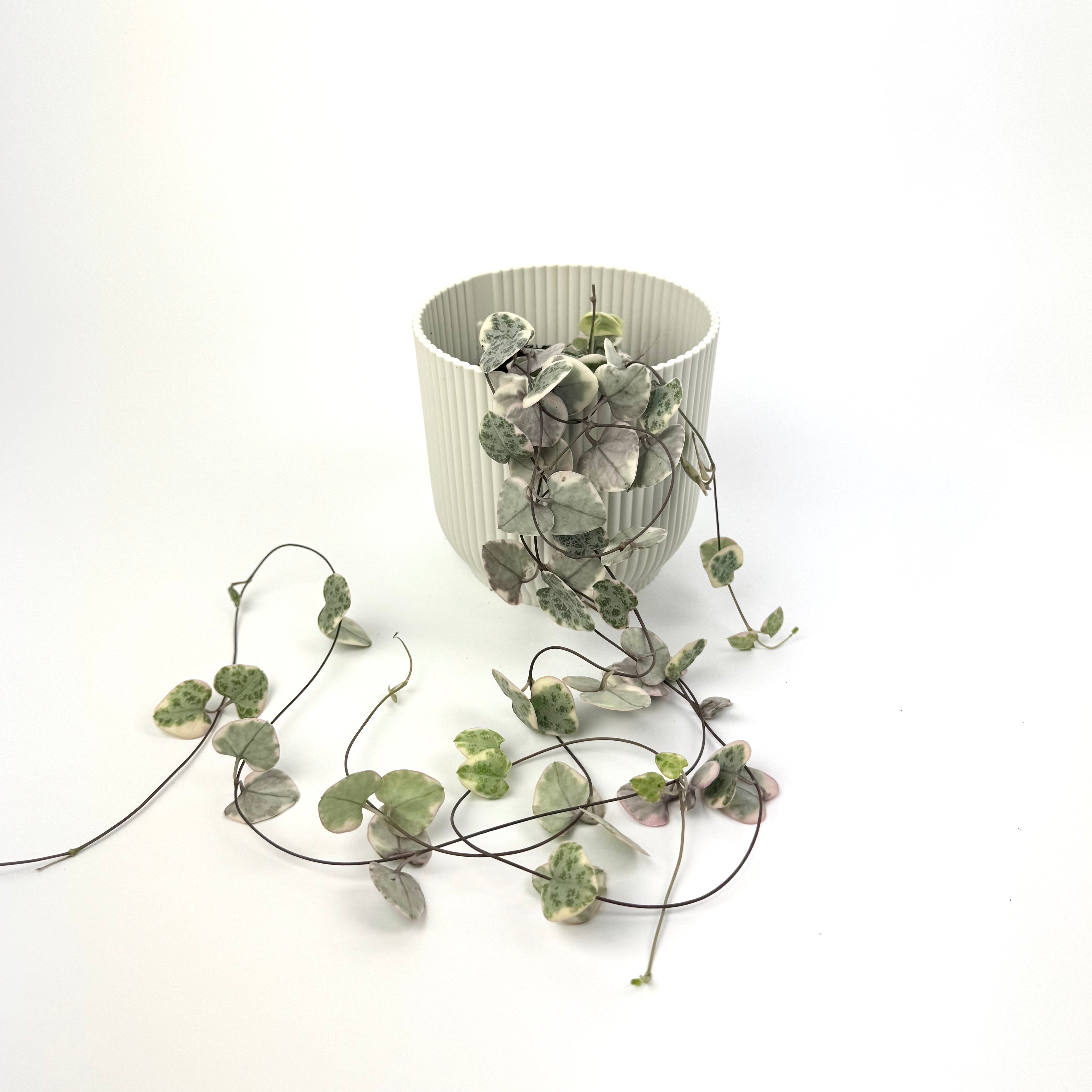 Ceropegia Woodii 'Variegata' 12cm Houseplant