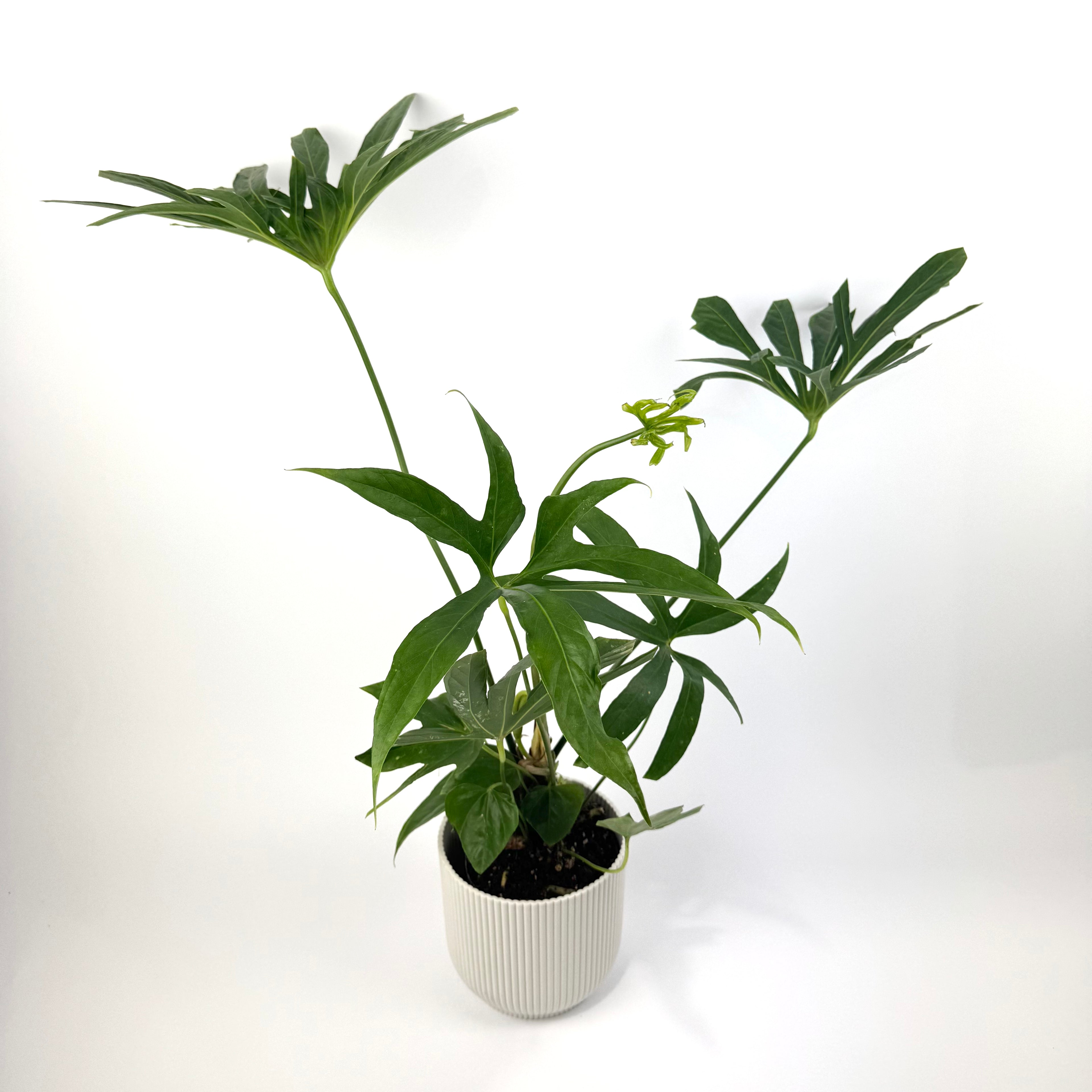 Anthurium Pedatoradiatum XL 12cm Houseplant