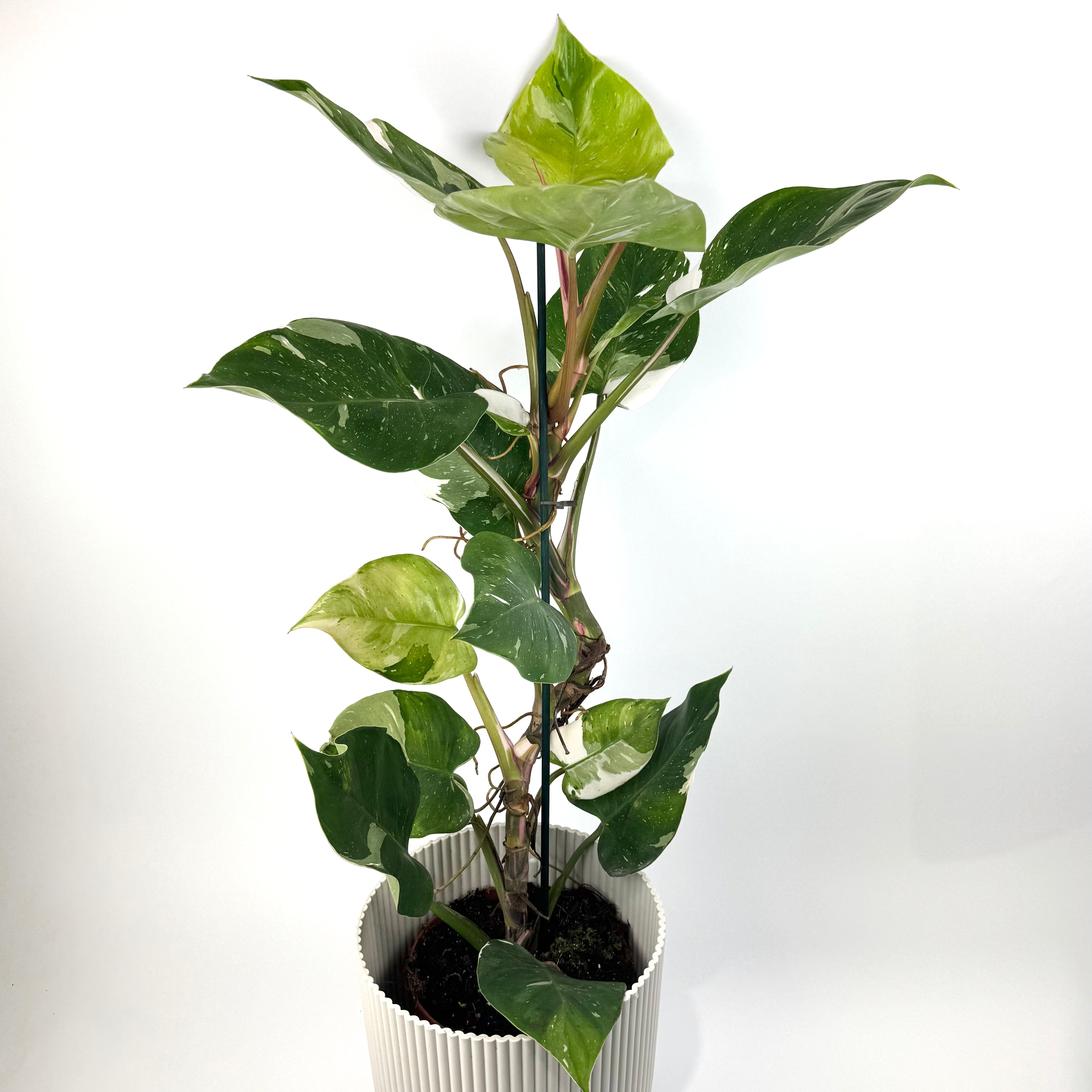 Philodendron Fresh Aurea 17cm Houseplant