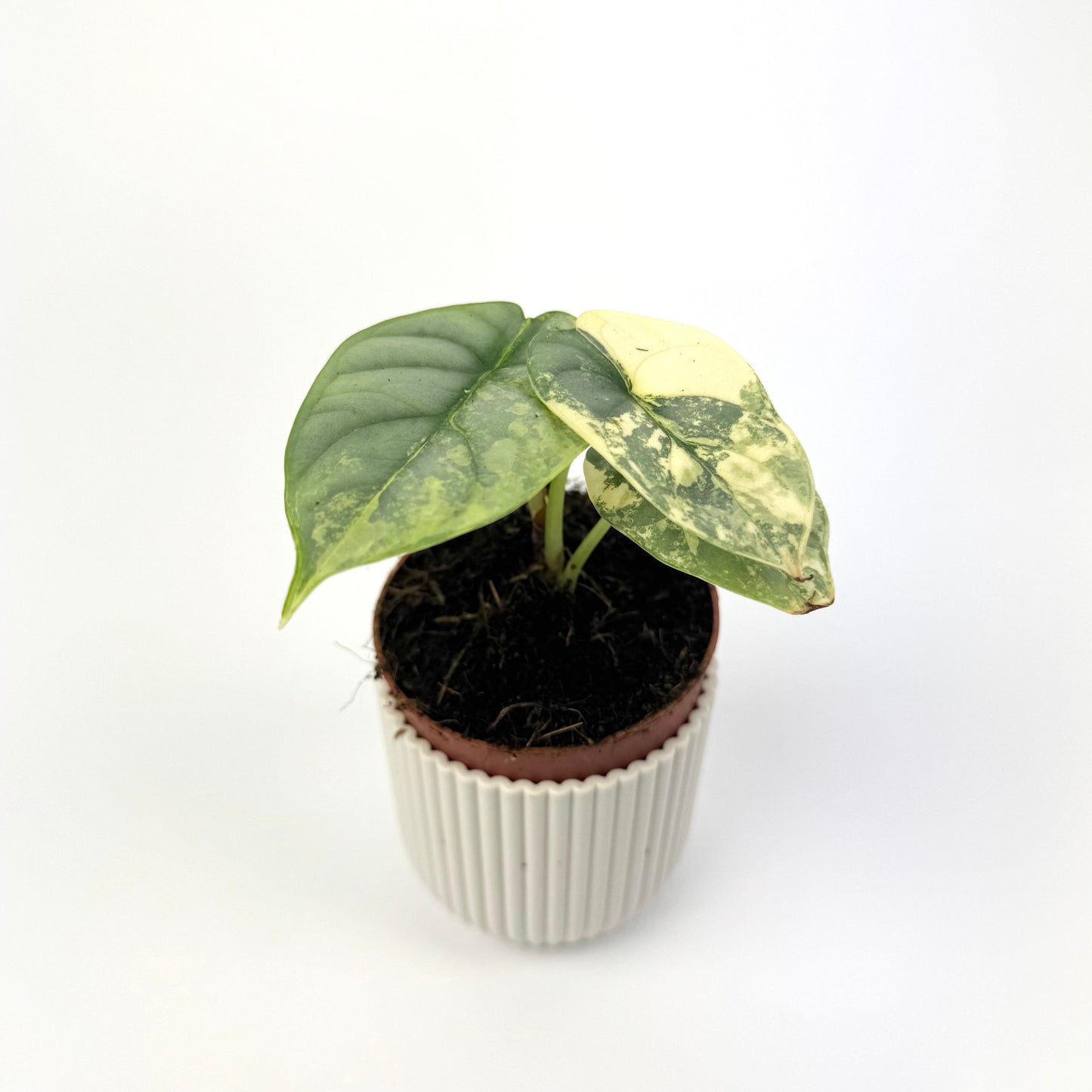 Alocasia Silver Dragon Variegata 7cm Houseplant