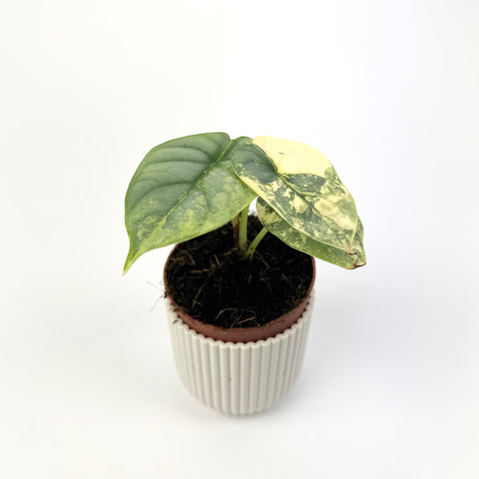 Alocasia Silver Dragon Variegata 7cm Houseplant