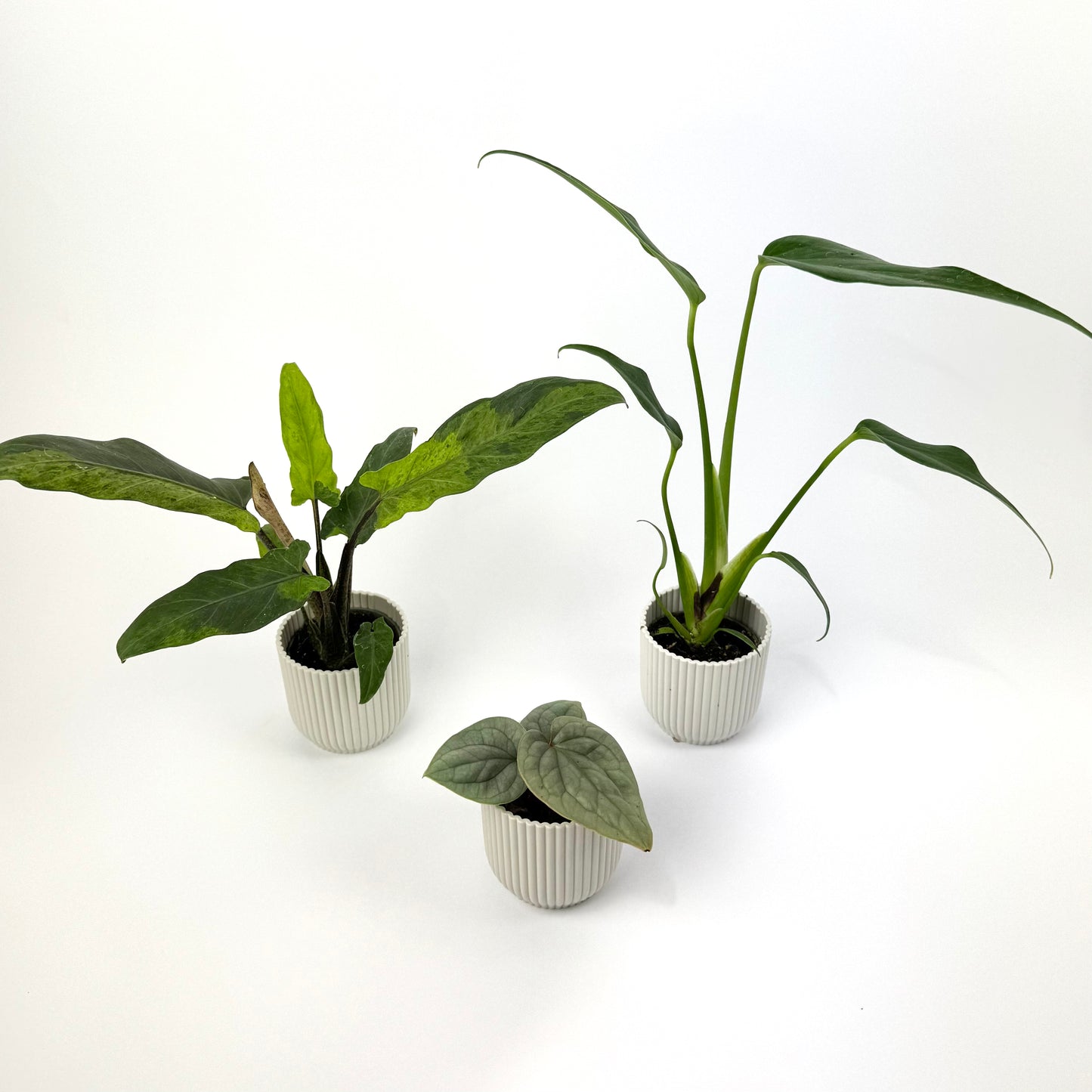 Rare Mini Plant Bundle