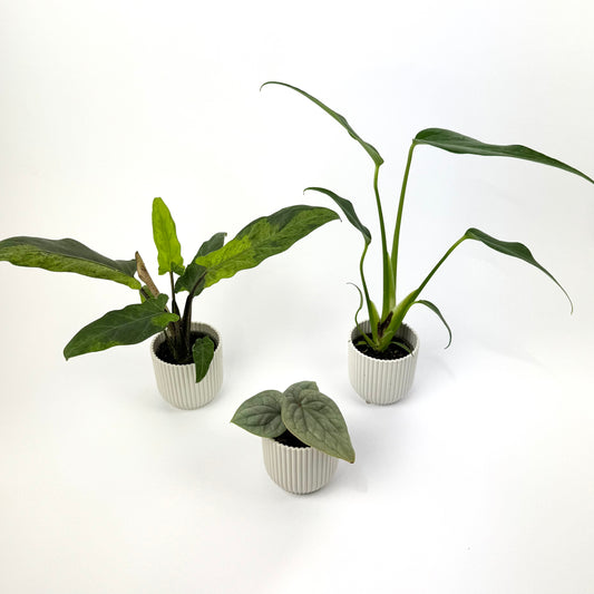 Rare Mini Plant Bundle