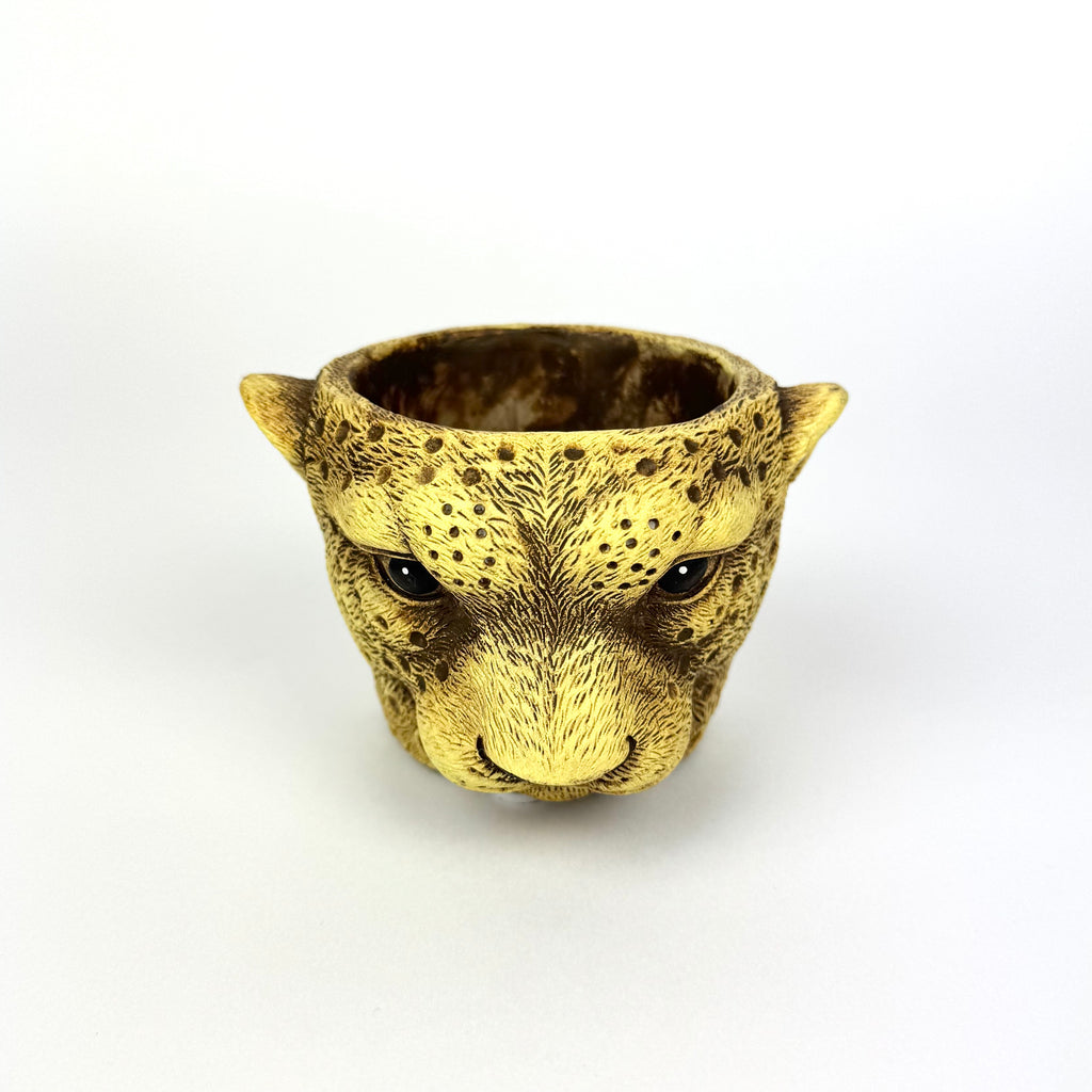 Desk Buddy Plant & Pot Bundle