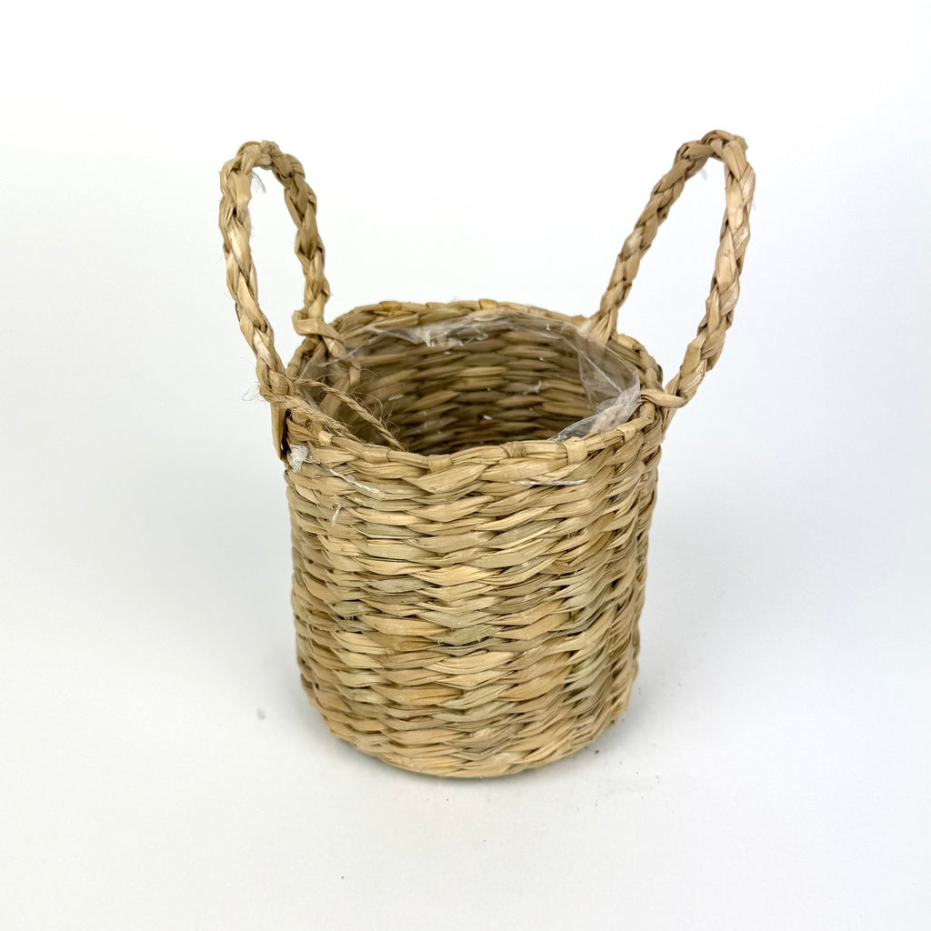 Desk Buddy Plant & Pot Bundle